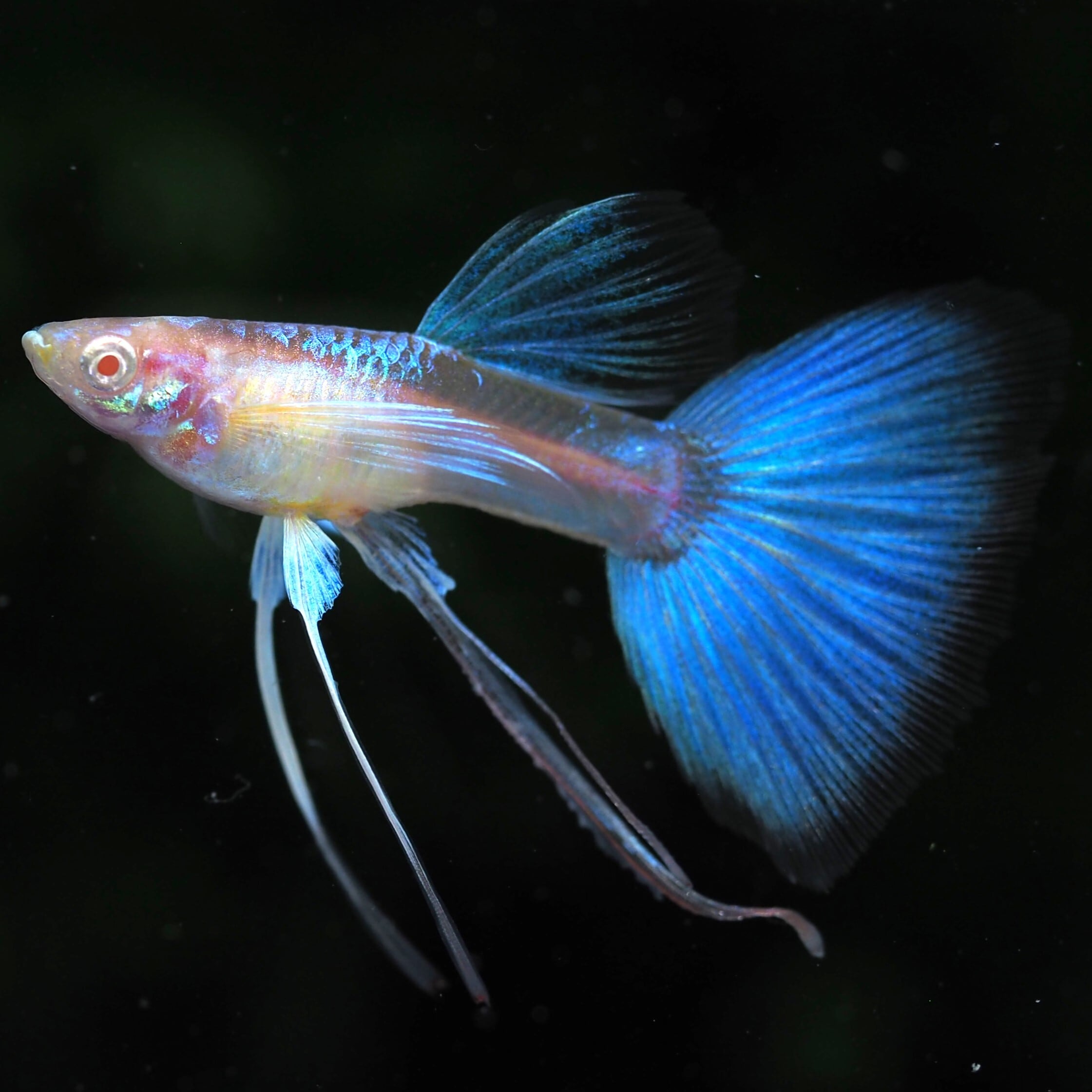 GUPPY | 伊豆グッピーファーム