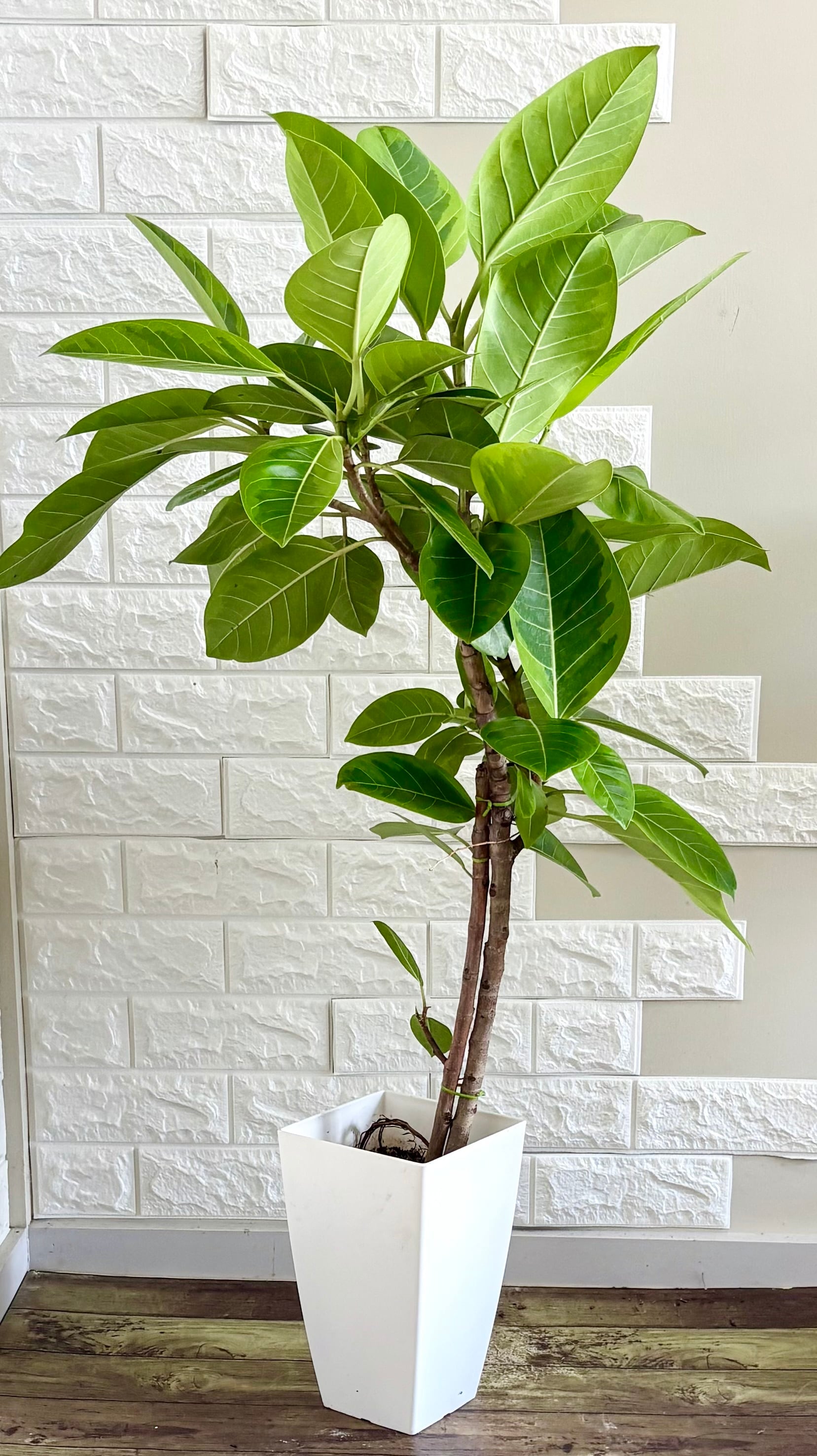 現品】エバーフレッシュ 曲がり樹形 7号鉢 観葉植物 | 観葉植物のお店
