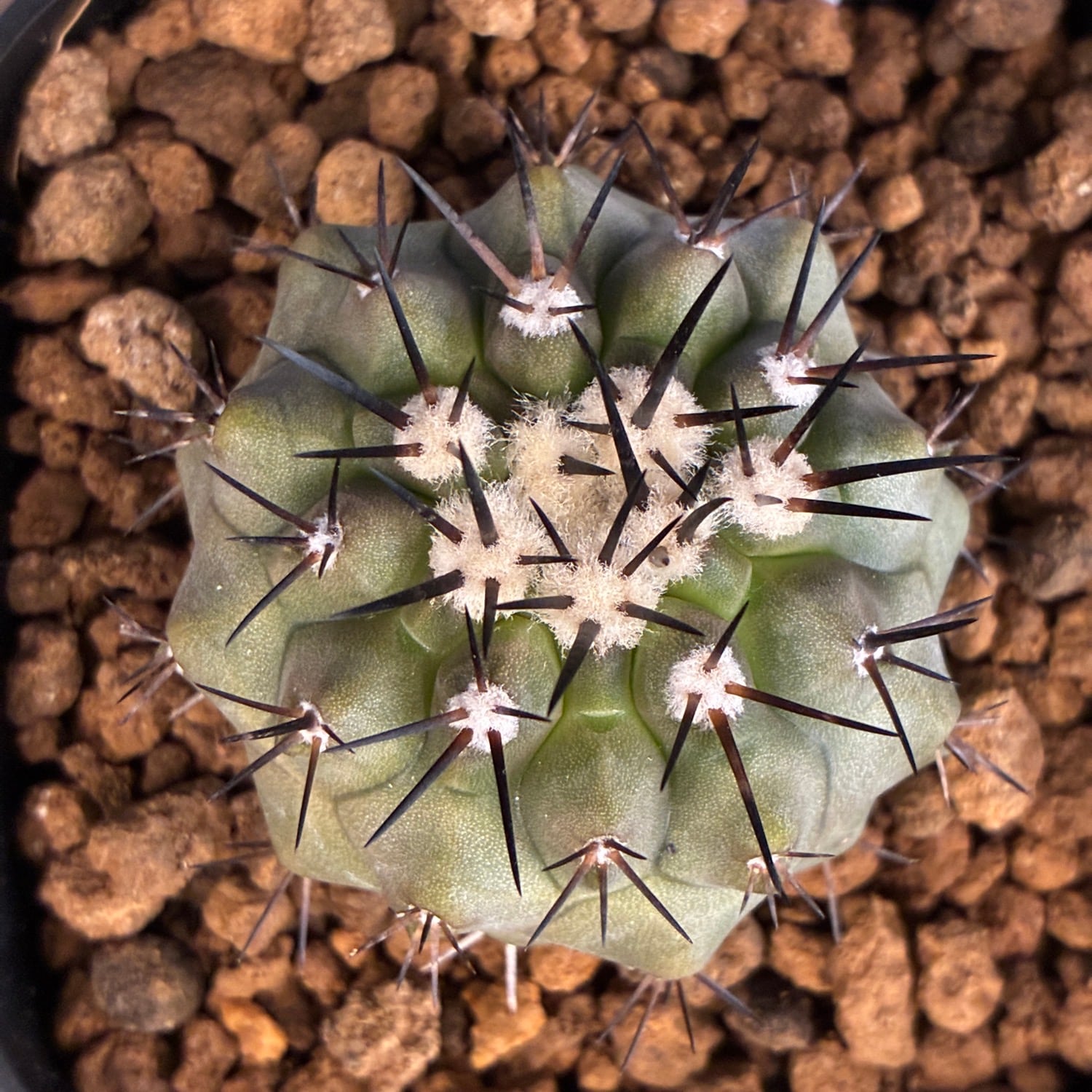 copiapoa 黒王丸　実生 Copiapoa】サボテン コピアポア 黒王丸実生【755】 | PROTOLEAF プロト