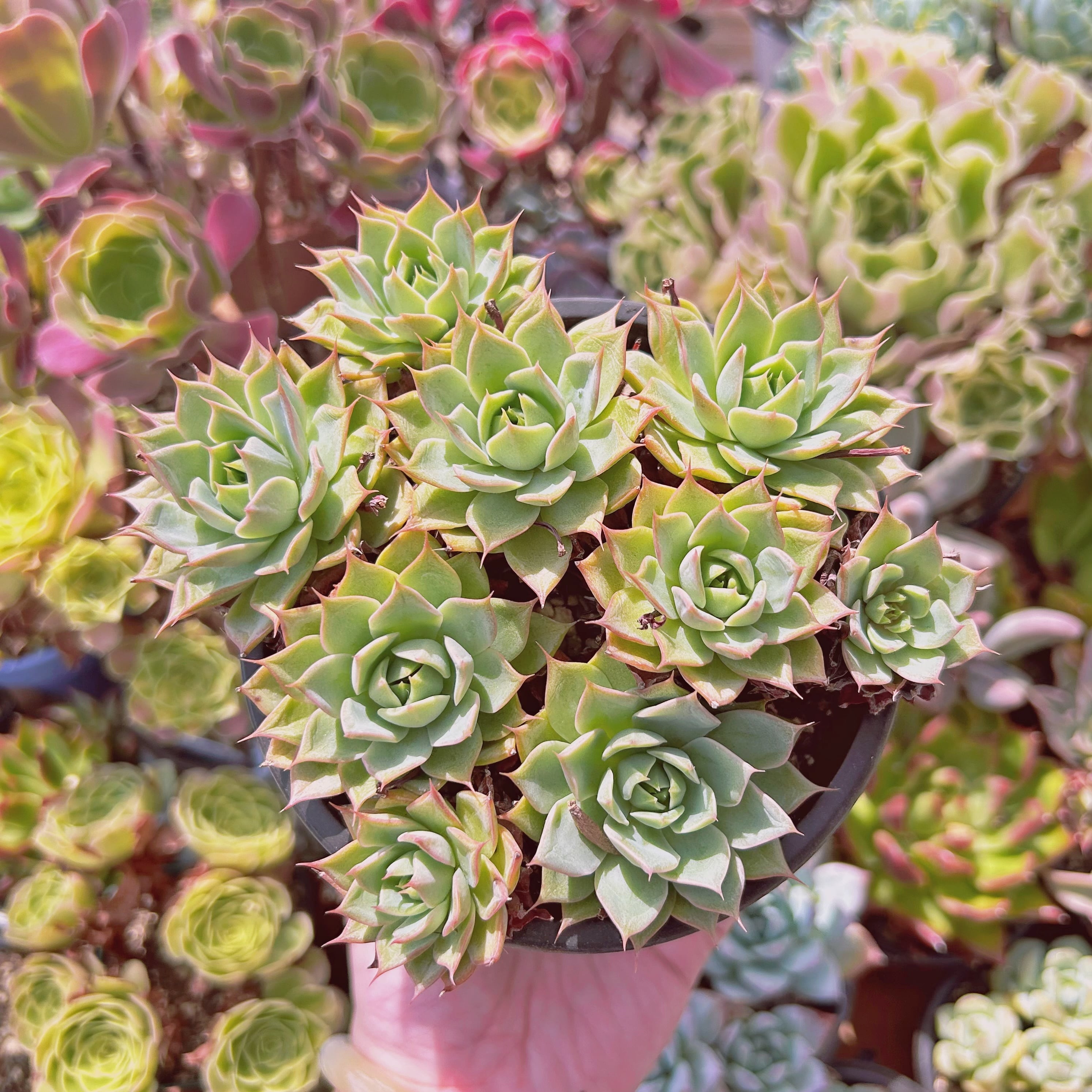 現物　多肉植物　新品種　リンゼアナ　特大　抜き苗