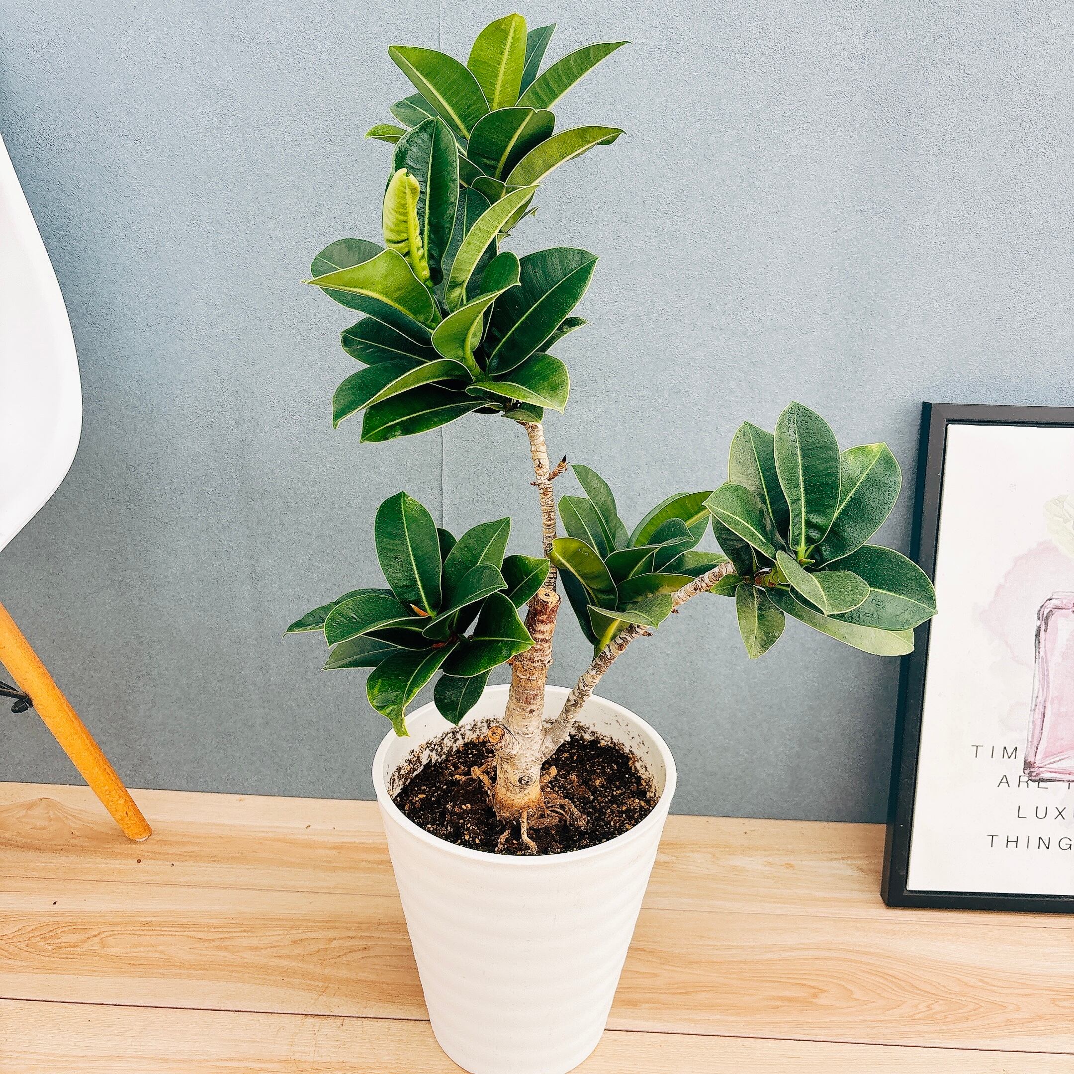 現品］☆人気☆ 8番 フィカス ベンガレンシス 曲がり 8号 観葉植物