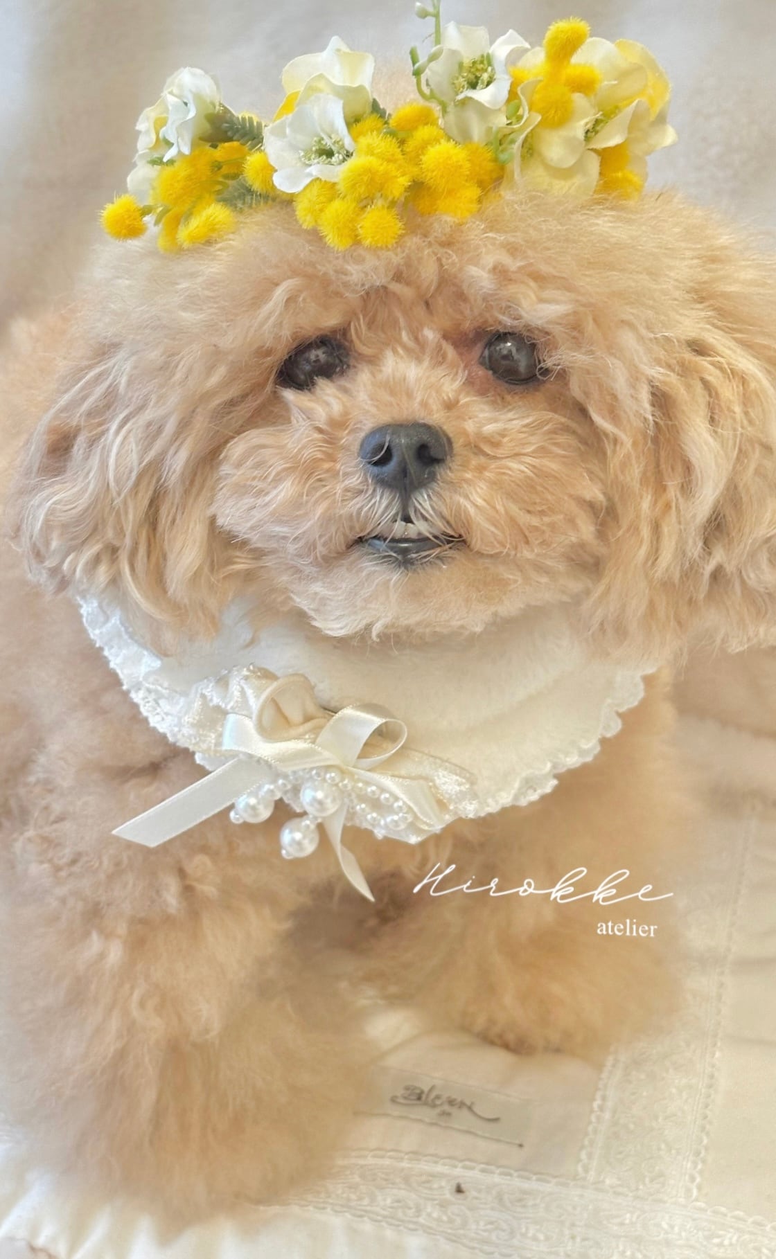 花冠 抽選販売 】今季ラスト 16㎝ Happy Mimosa 2026 Flower crown わん