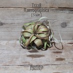 【送料無料】キセログラフィカ S 〔エアプランツ〕現品発送T1228