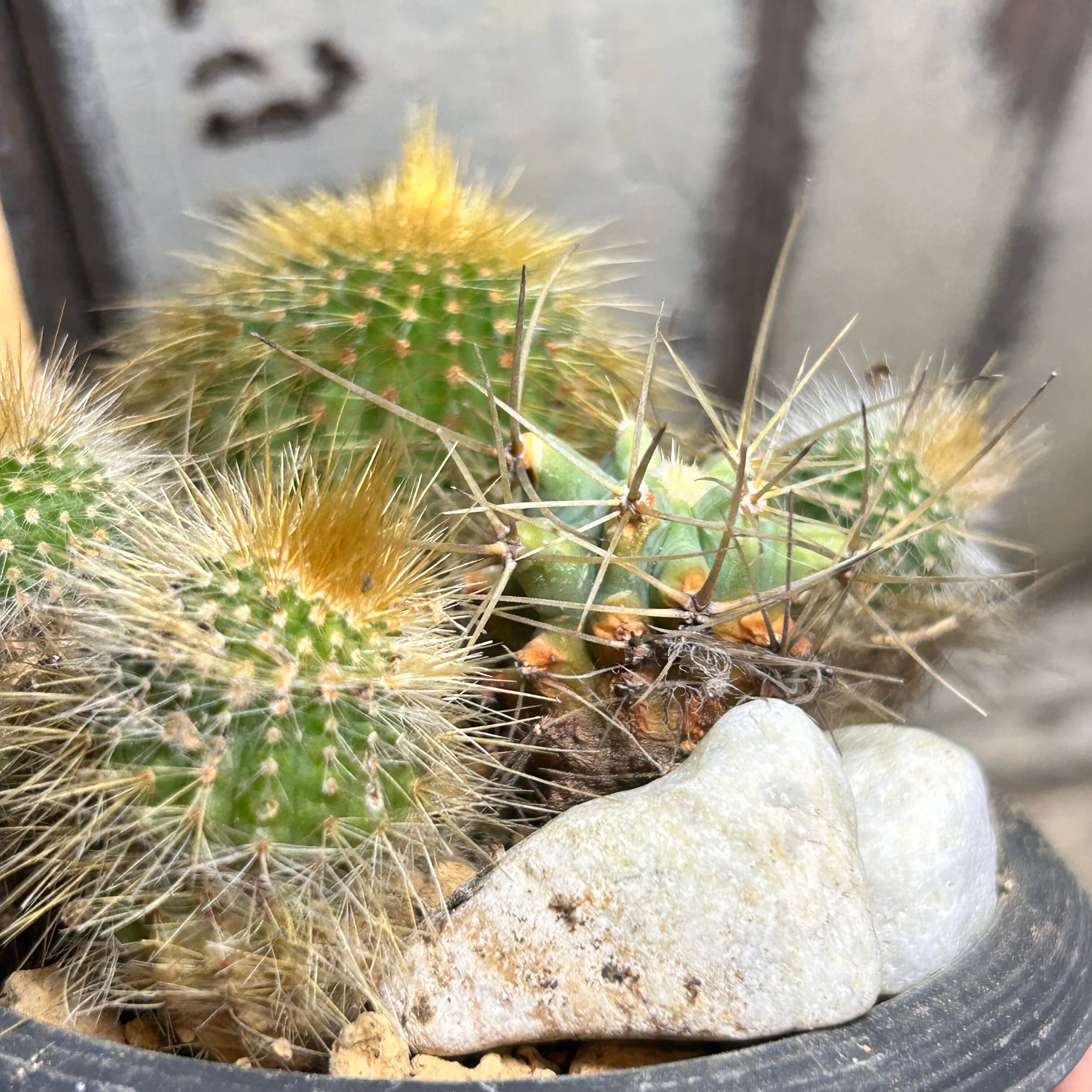 T)サボテン寄せ植え | RuPo 多肉植物専門店