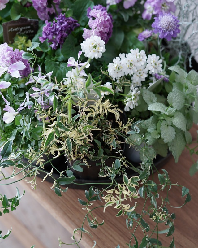 【ミニ花苗セット】ラッフル系のラベンダーパンジー、ミニ花苗セット