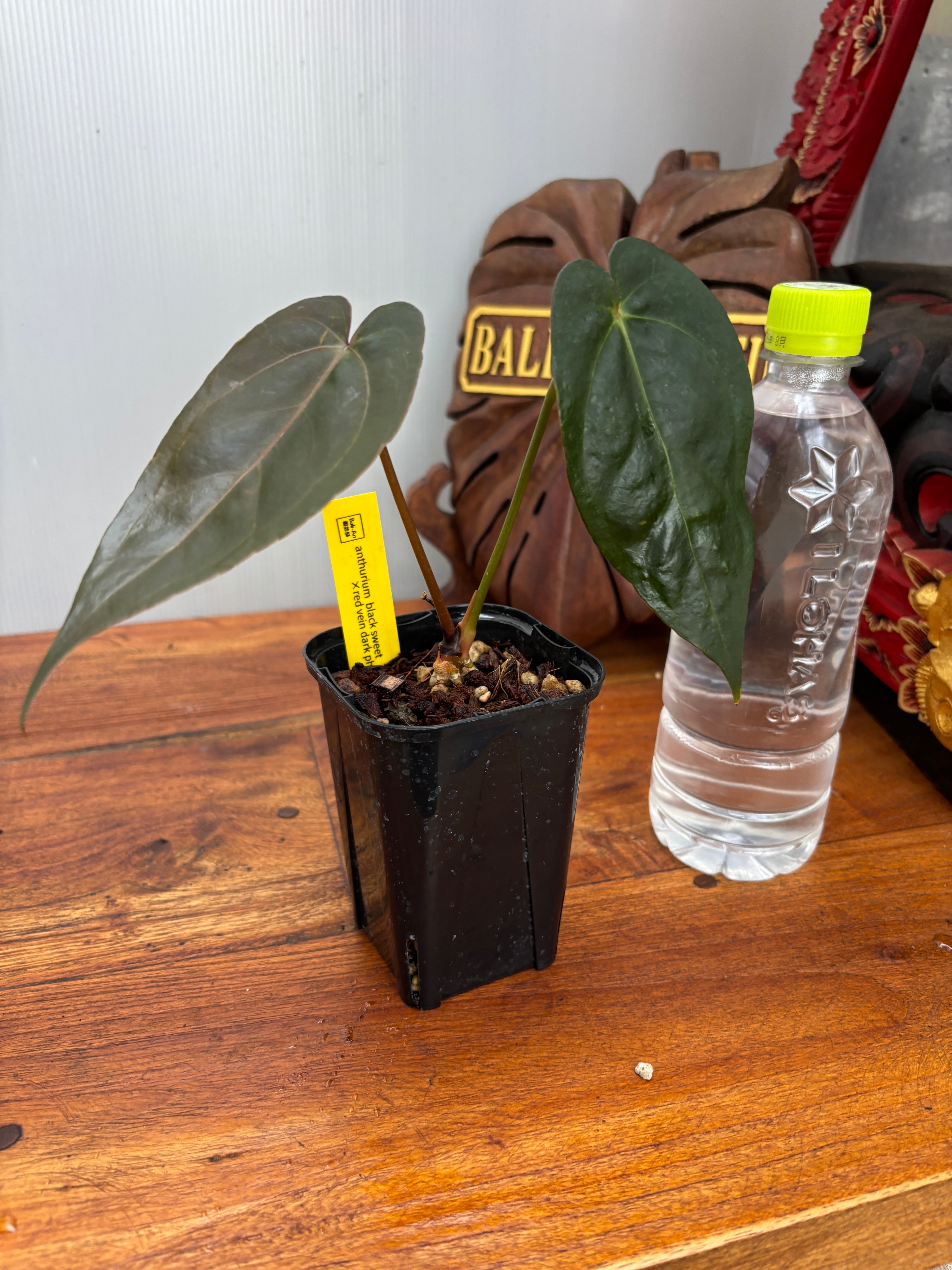 Anthurium | BA PLants