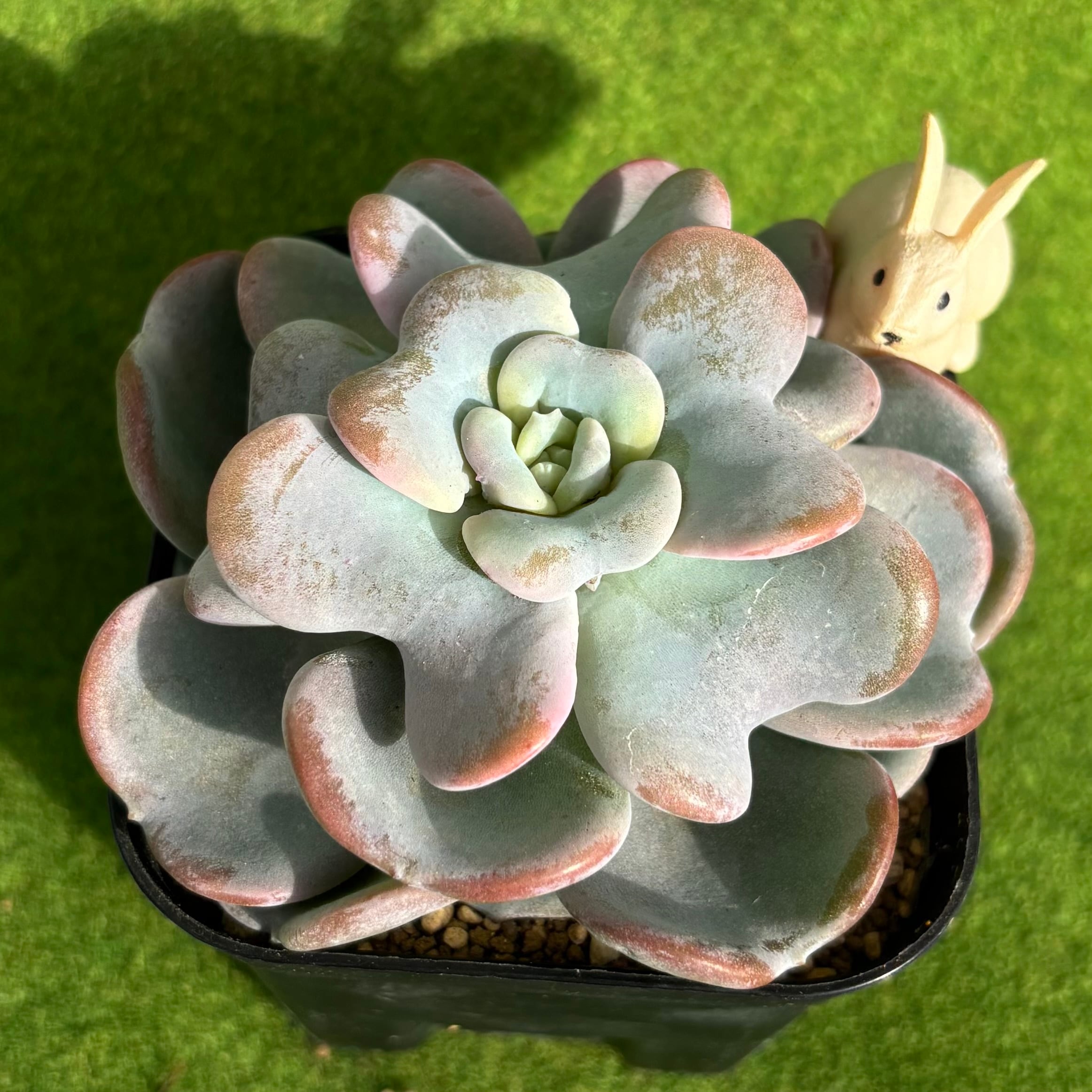 リラシナ錦 | 多肉植物 豆彦商店