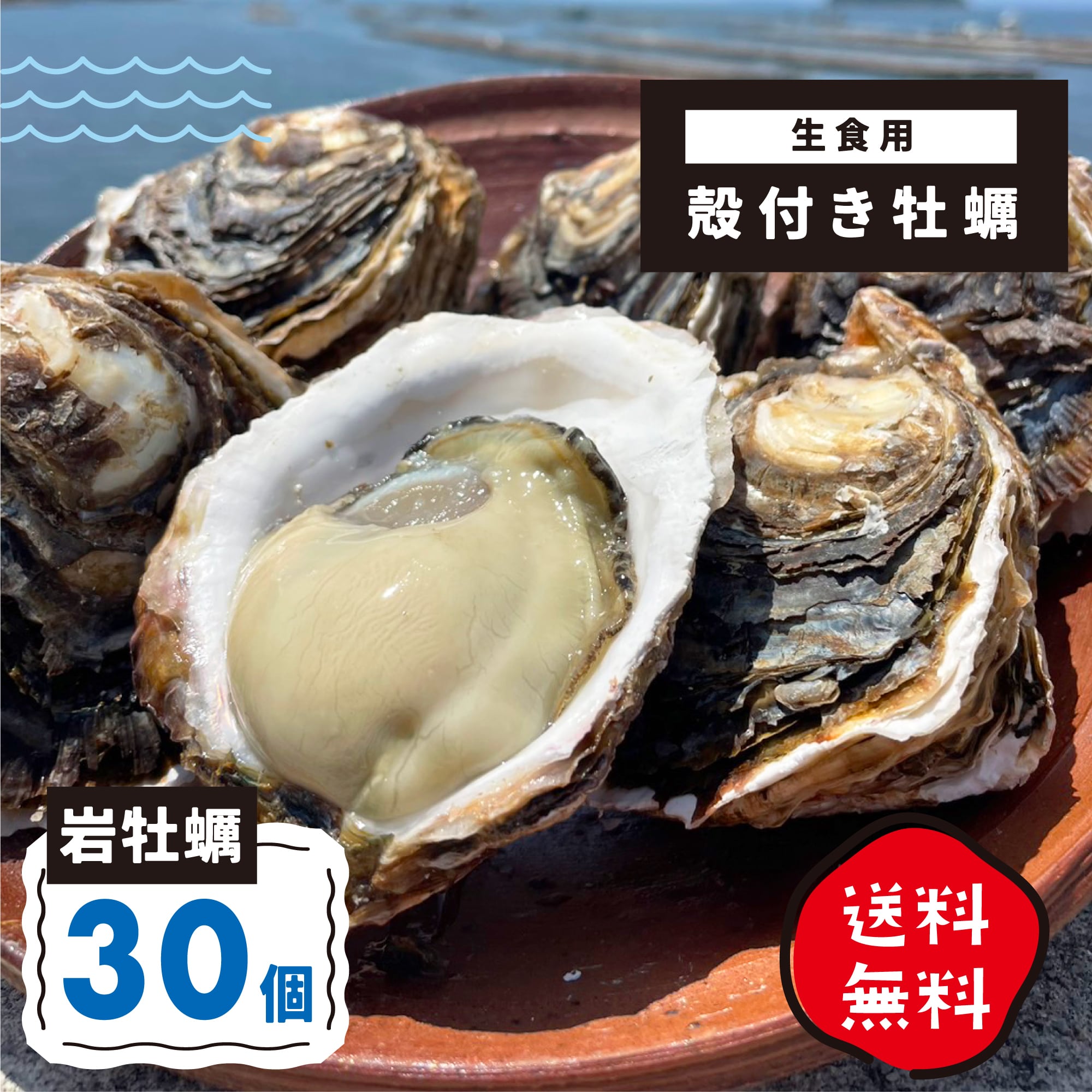 送料込!岩牡蠣(殻付き)生食用 30個