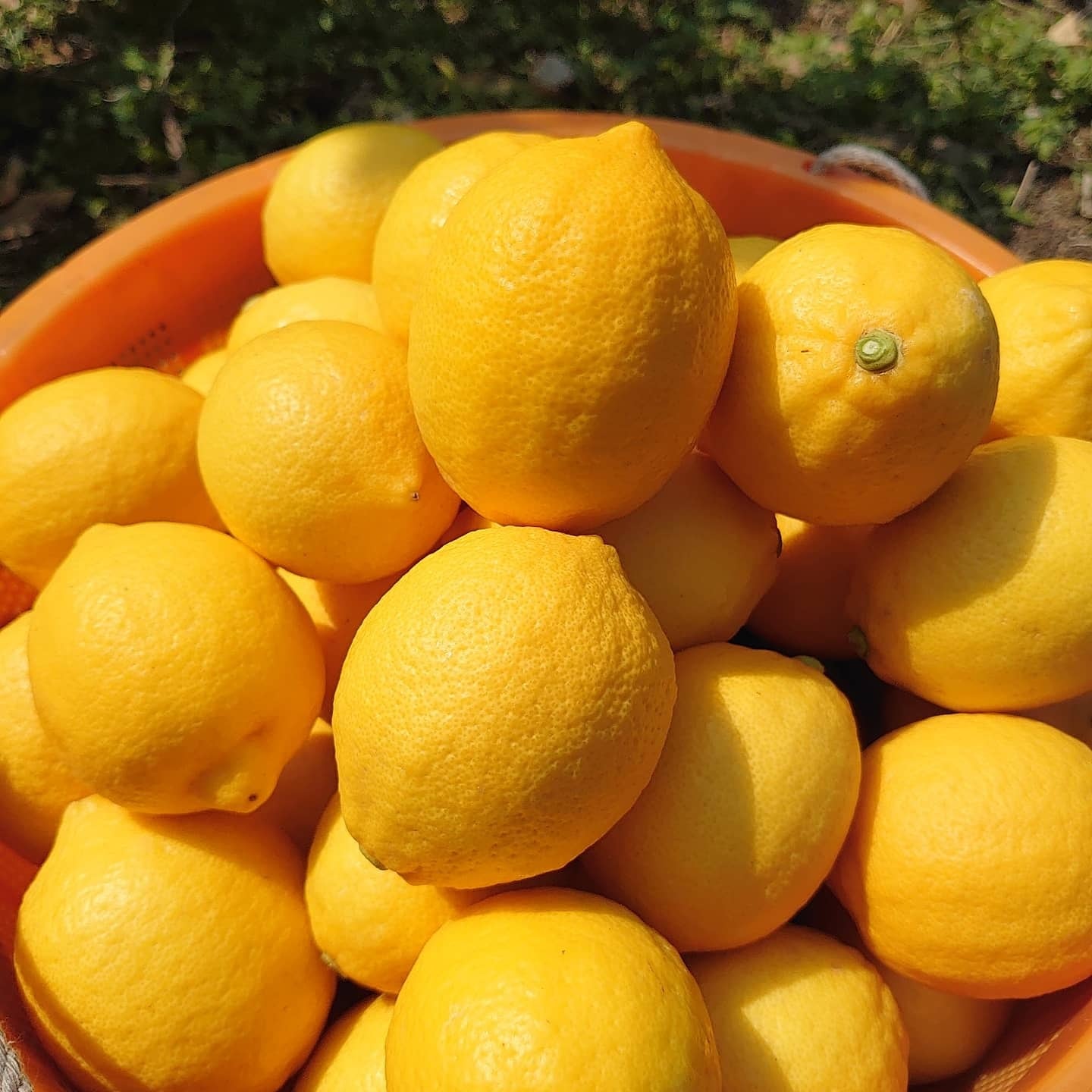 ✨れもん様専用✨ 浅野農園のレモン | 浅野農園 powered by BASE