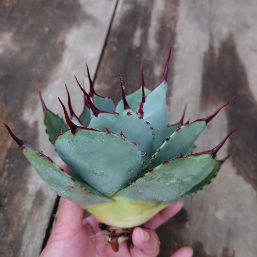 アガベ パリー トランカータ agave parryi truncata 2