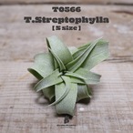 【送料無料】ストレプトフィラS〔エアプランツ〕現品発送T0566