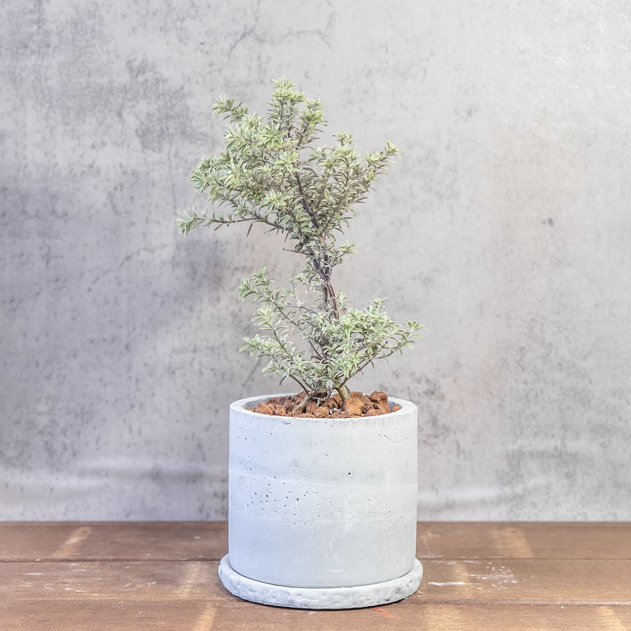 銀葉の美しさ、シルバーの輝き。手づくりモルタル鉢で届けるウエストリンギア・スモーキー。洗練された一鉢、こだわり抜いた一鉢を。■虫発生抑制【全国一律送料850円】