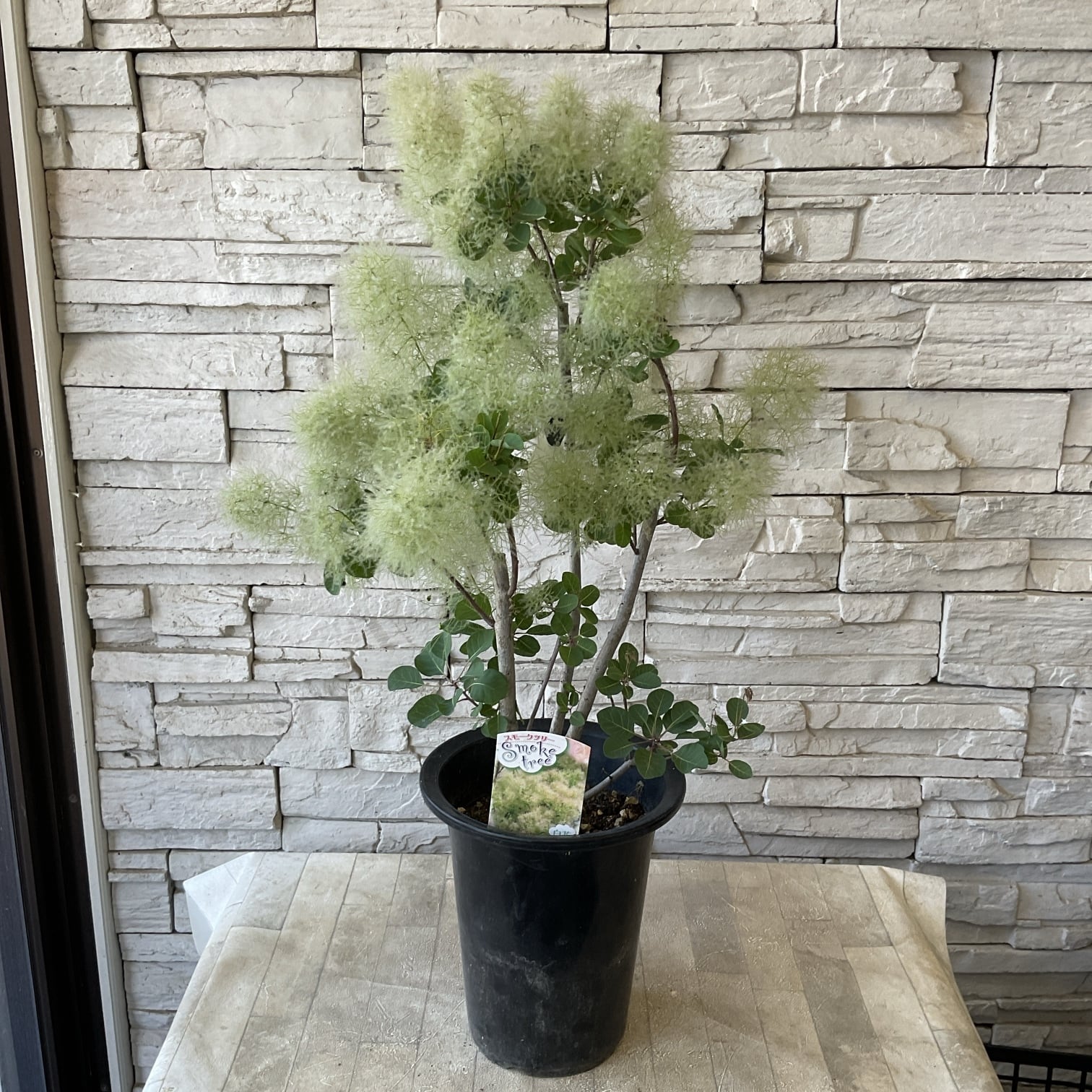 スモークツリー 白花 接木 6寸鉢 | 橋本種苗園