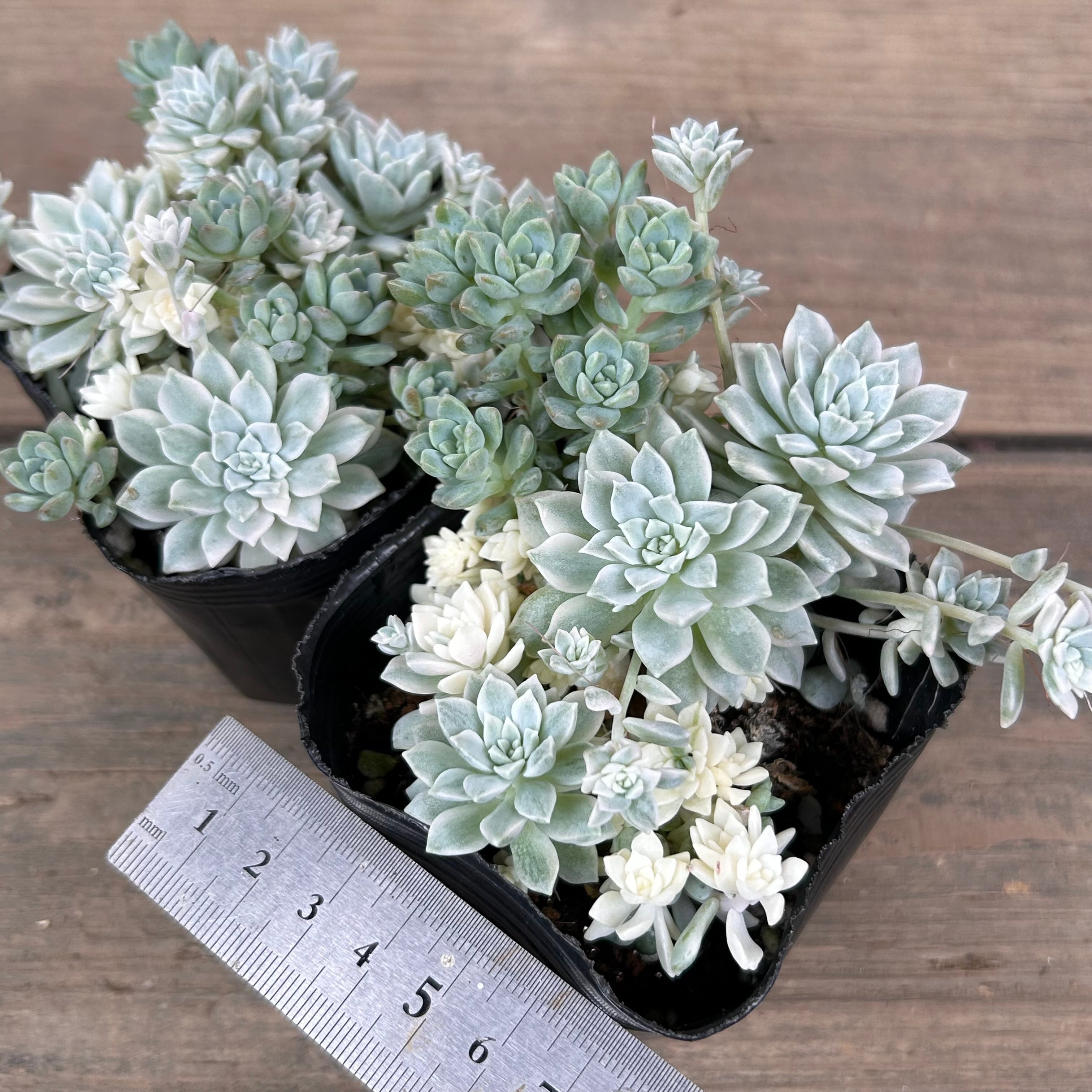 プロリフィカ錦 | RuPo 多肉植物専門店