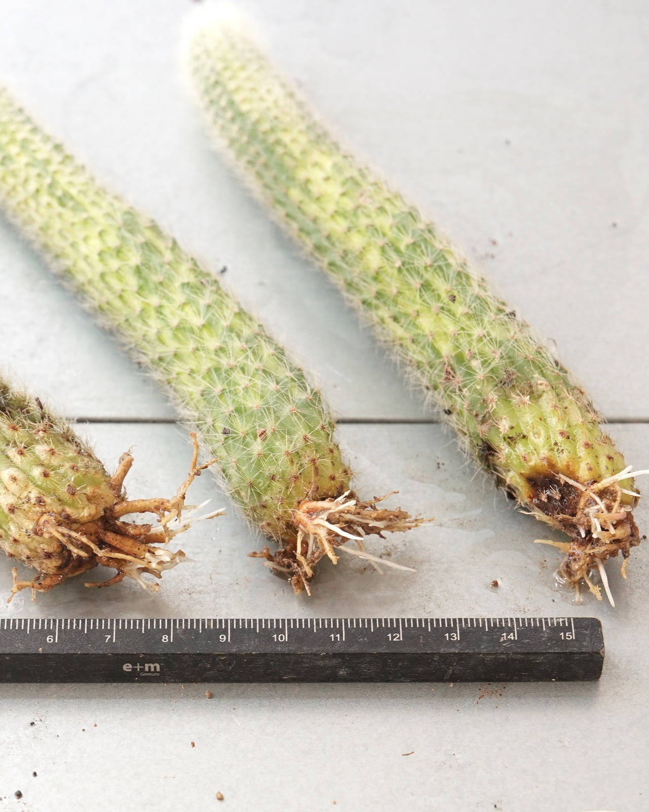 発根済カット苗 クレイストカクタス カラデモノ錦 単頭 Cleistocactus winteri ssp.colademono f.variegata