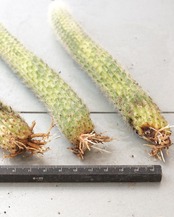 発根済カット苗 クレイストカクタス カラデモノ錦 単頭 Cleistocactus winteri ssp.colademono f.variegata