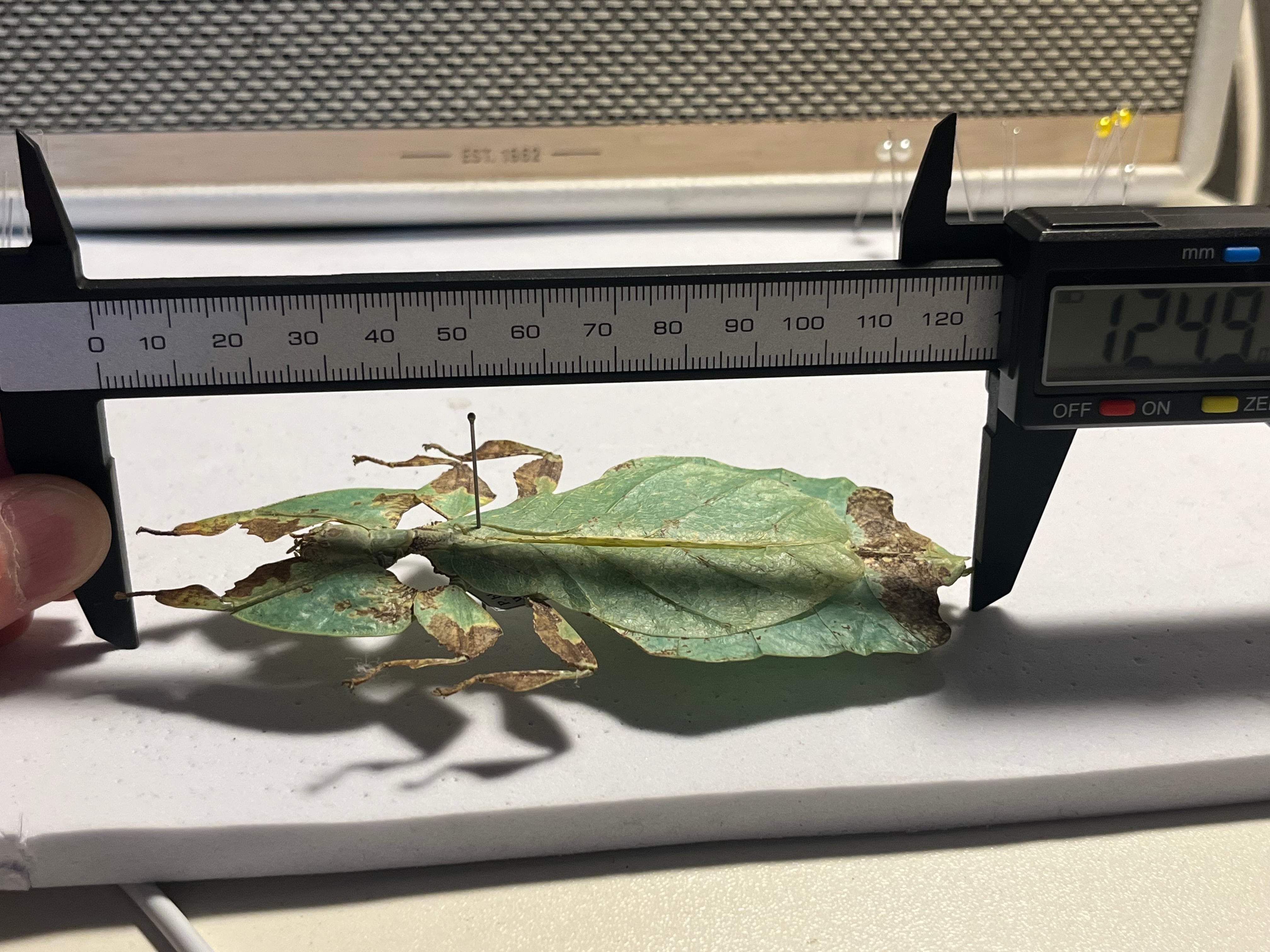 オオコノハムシ 枯葉モルフ昆虫標本 ナナフシタランチュラムカデサソリ
