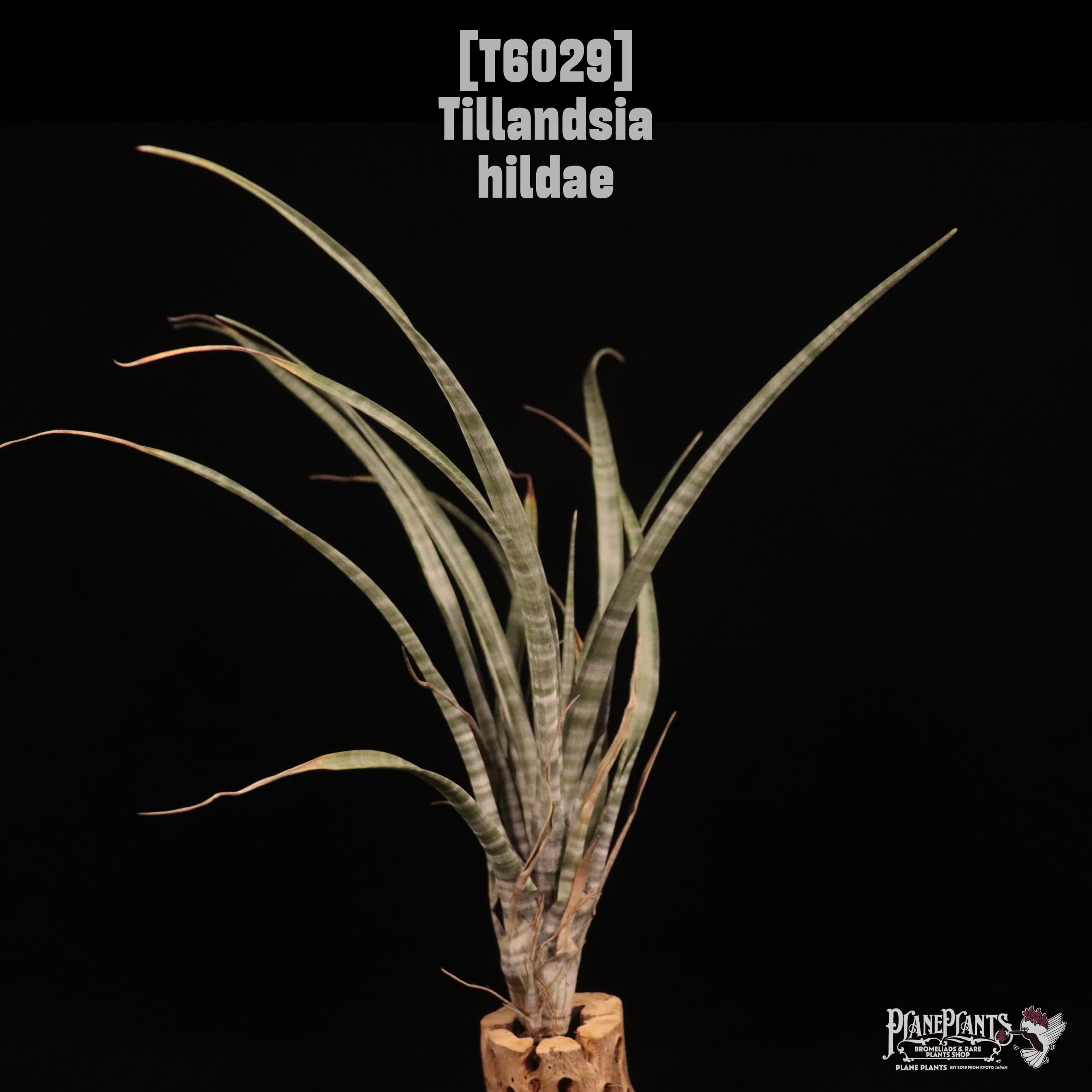 Tillandsia hildae〔ティランジア〕T6029