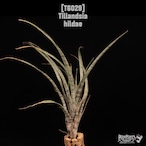 Tillandsia hildae〔ティランジア〕T6029