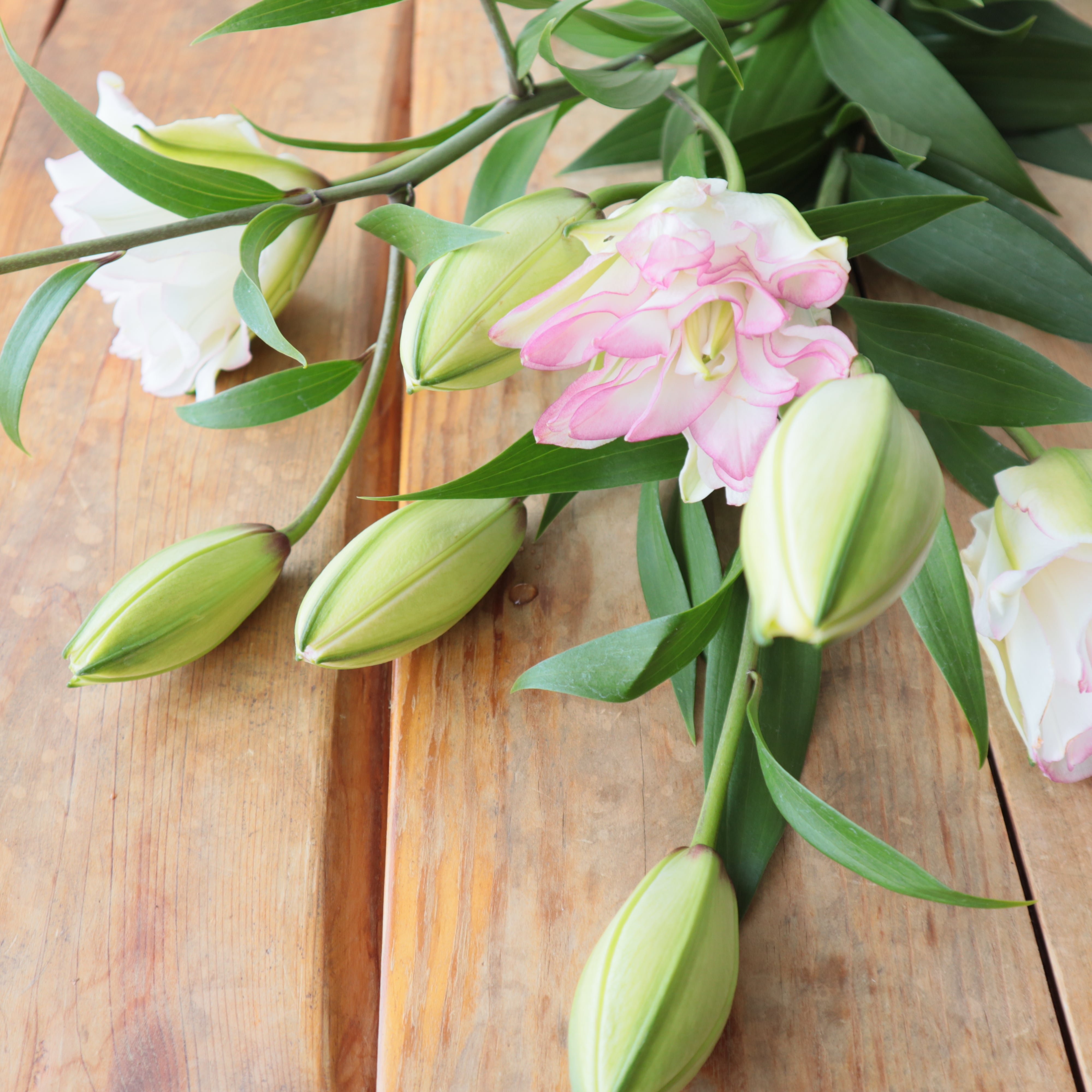 柘植　切花 切花 | 新鮮お花問屋 Jp-Farmers.com