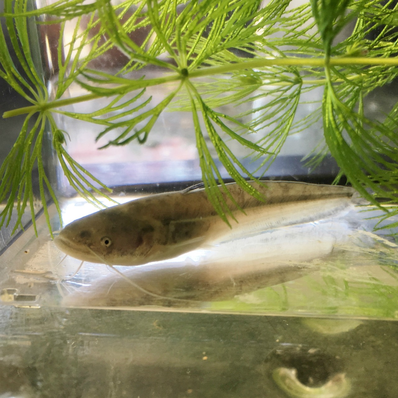 （淡水魚）ナマズ　13～18ｃｍ±　（養殖）（1匹）【生体】