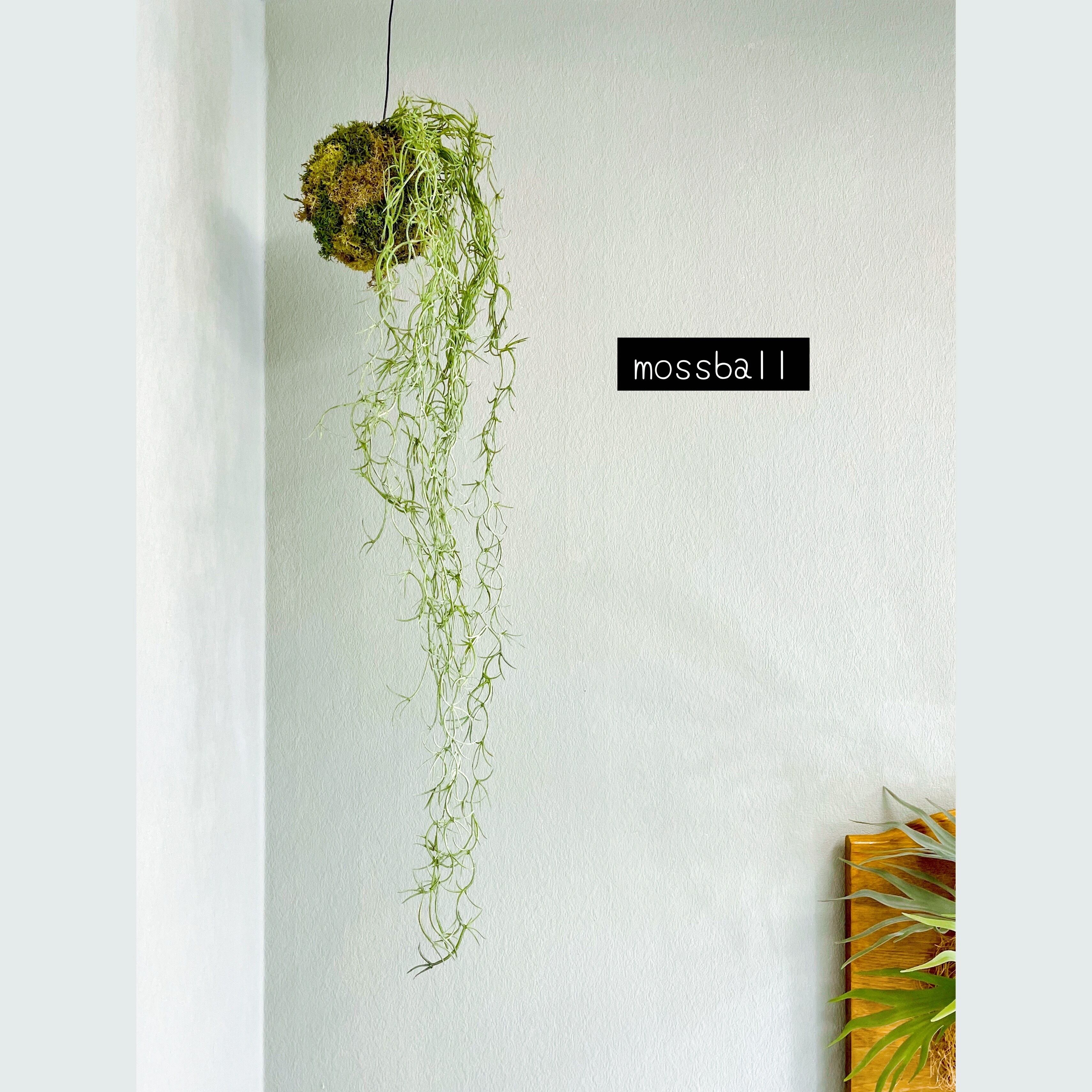 ❁Botanical collection❁ハンギングモスボール チランジア【30618