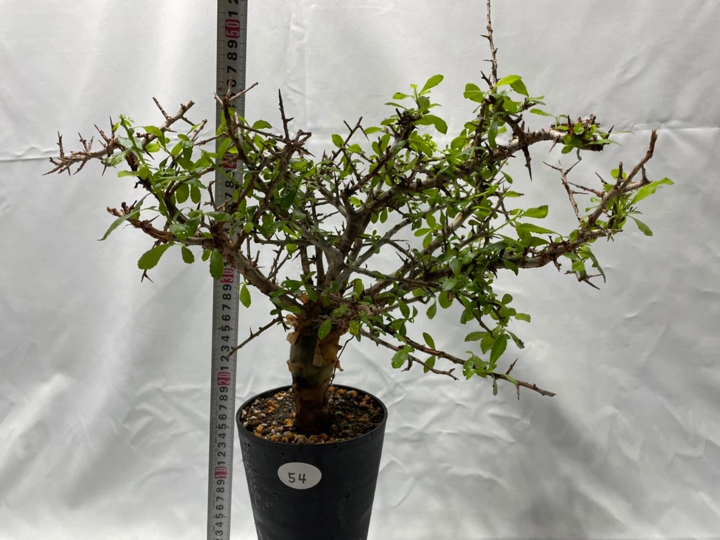 コミフォラ アフリカーナ 54 | YOTO PLANTS
