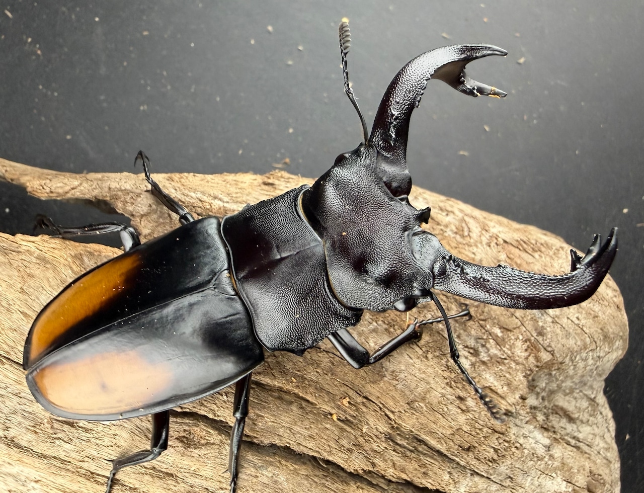 【WD】《セアカフタマタ(パリーフタマタ) 83mm ペア》