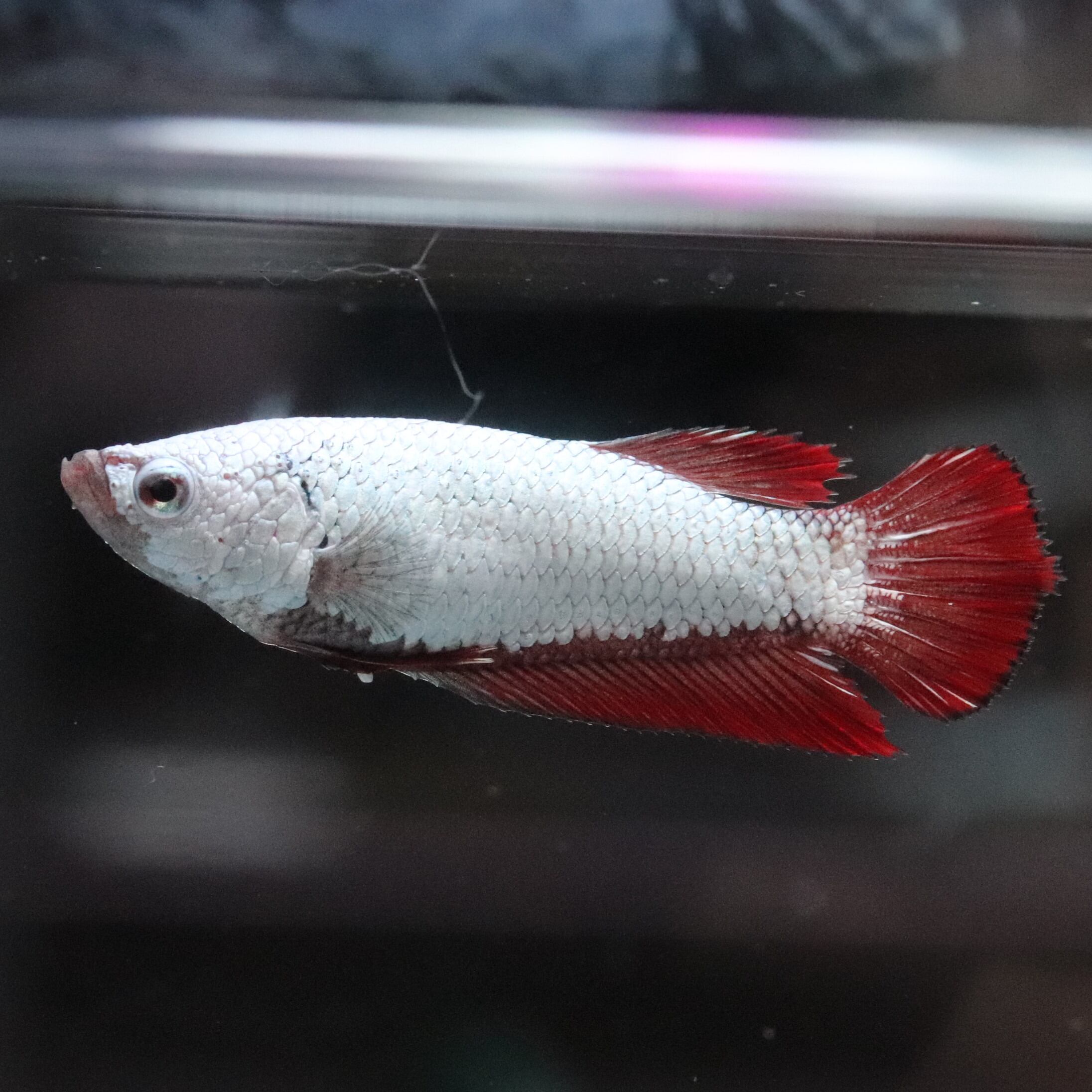セレクトベタ・ハーフムーン♀038 | aquarium shop earth