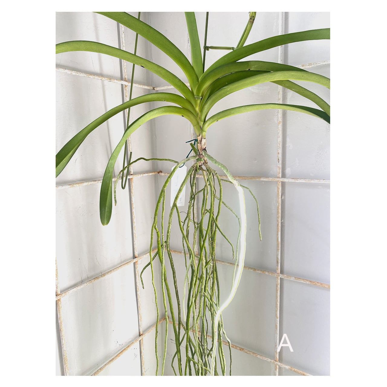 Vanda | Seeding