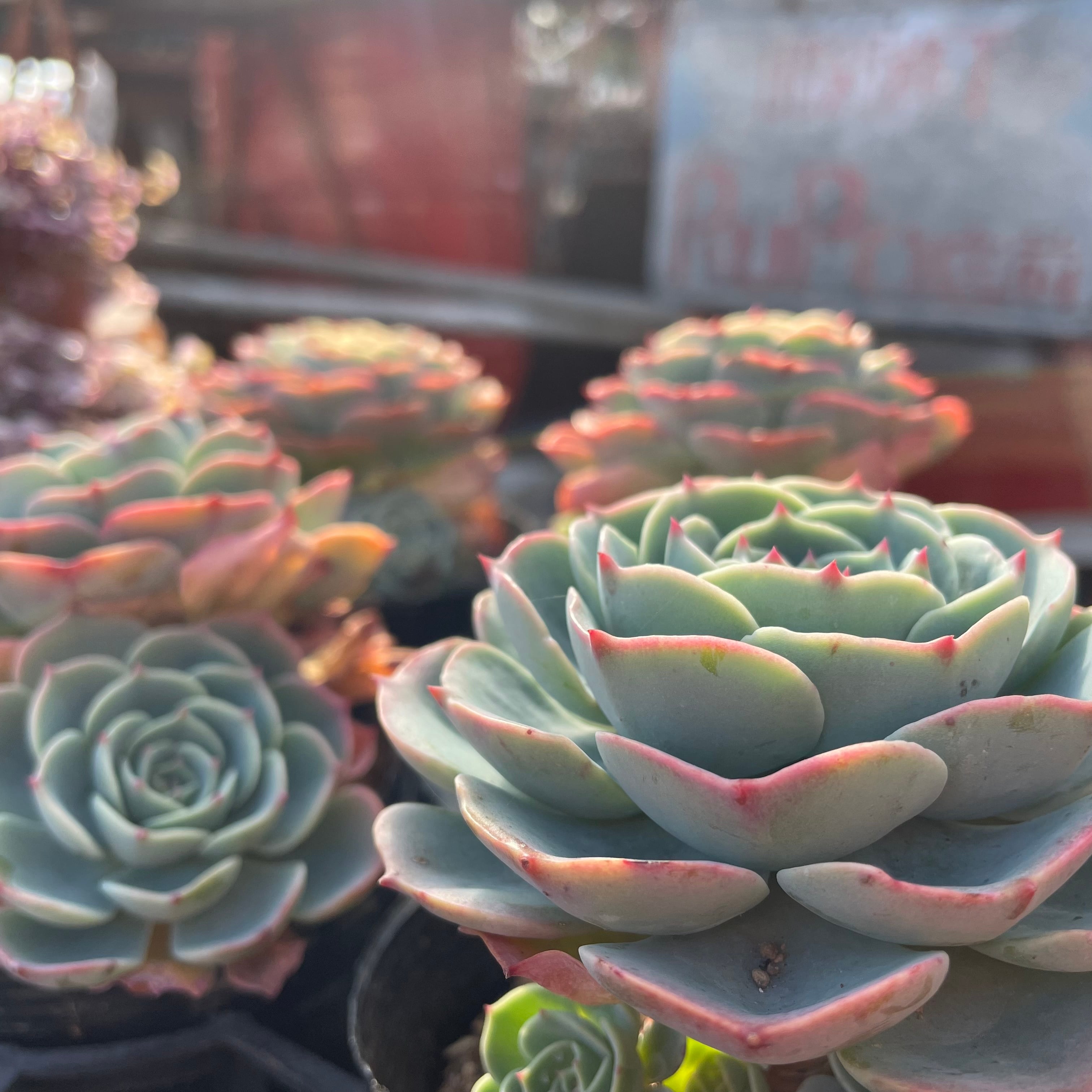 F)七福神(子株付き)群生 | RuPo 多肉植物専門店