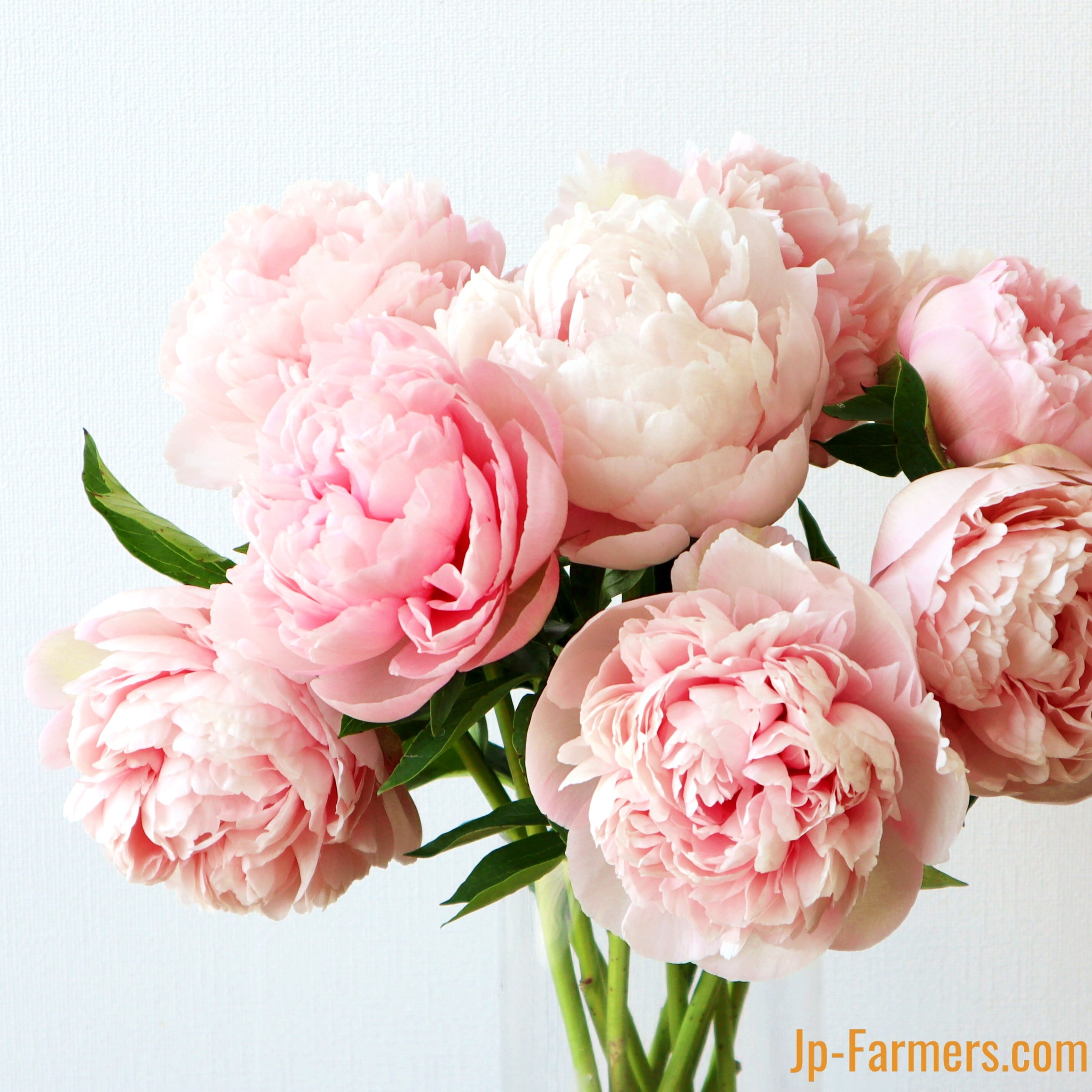ピンク | 新鮮お花問屋 Jp-Farmers.com ピンク | 新鮮お花問屋 Jp-Farmers.com