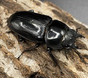 《オオクワガタ 久留米血統 75mm ペア》