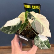 アロカシア　ブラックベルベット　斑入り【088】