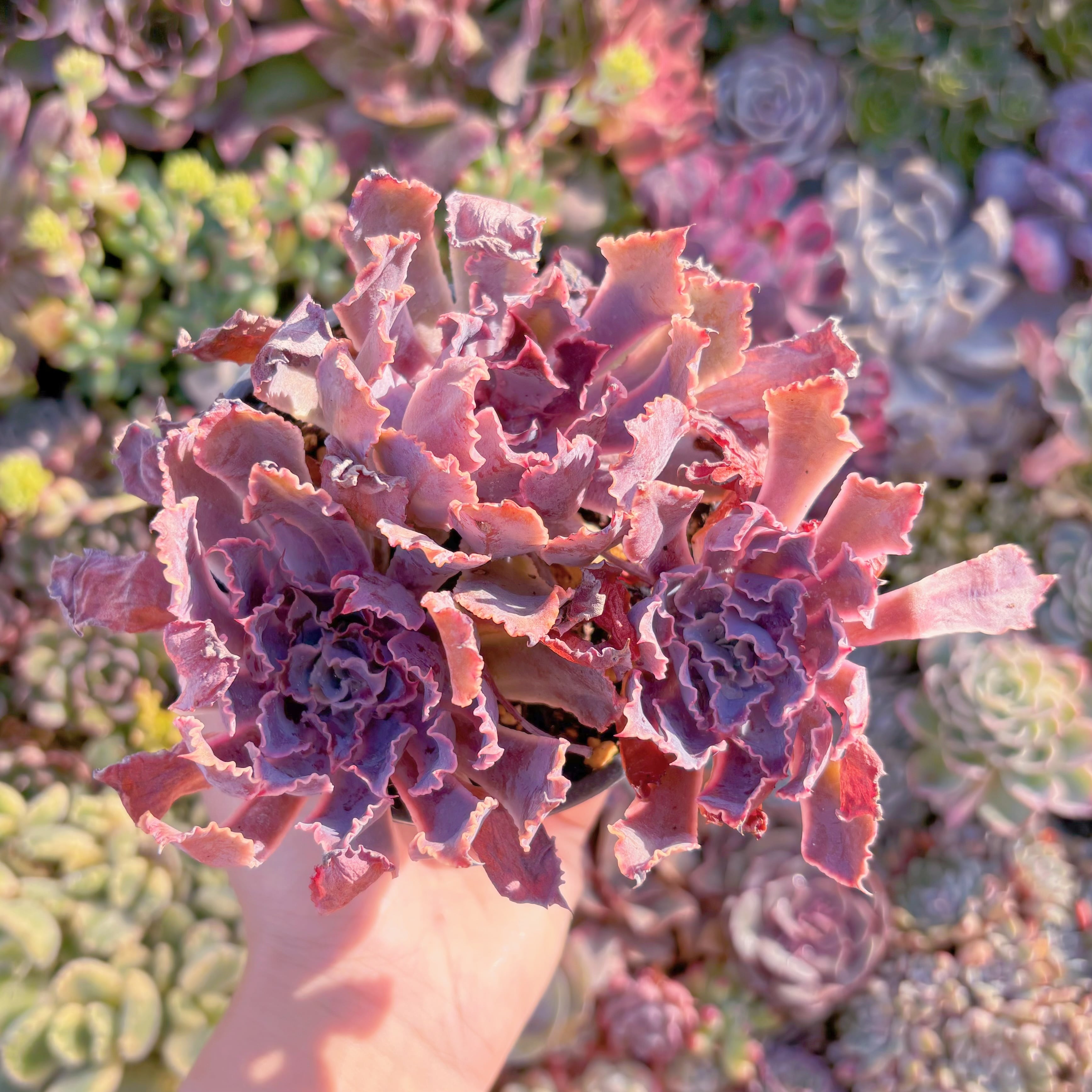 現品　シャビアナ#M240　群生　るる農園