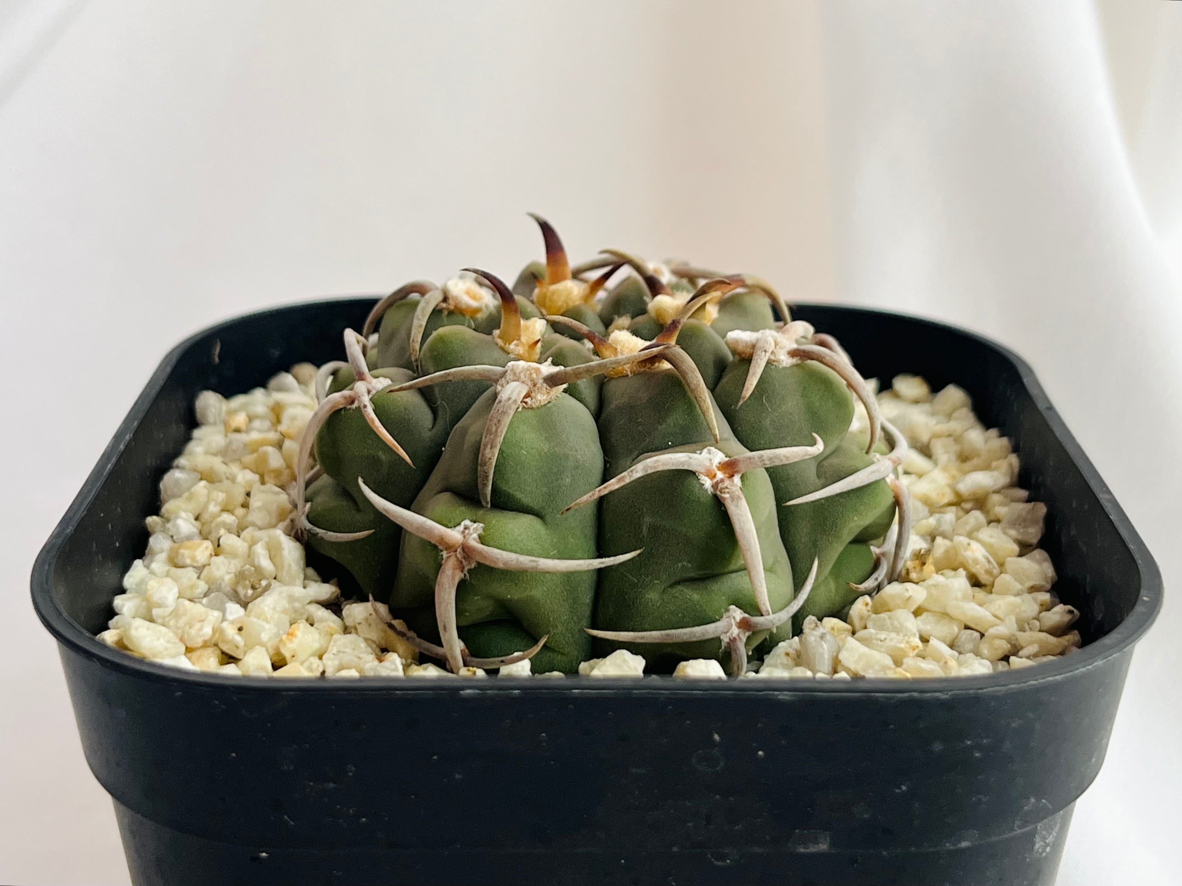サボテン・多肉植物＞ 黒太刺バッテリー 種子100粒 ギムノカリキウム