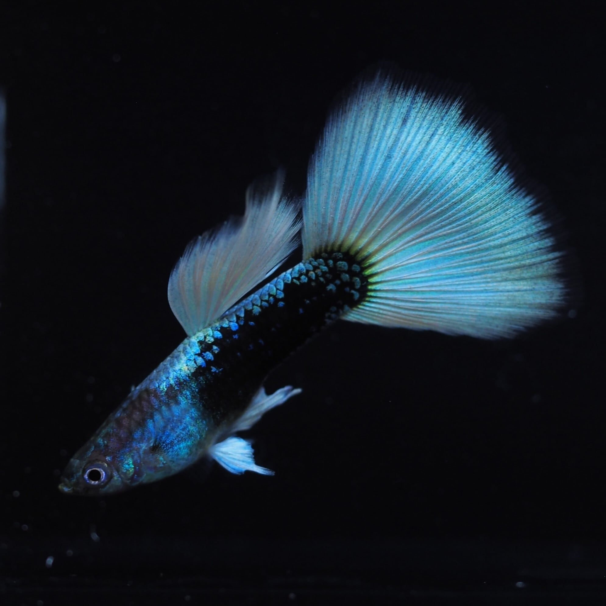 ドイツイエロータキシードスワロー１ペア（guppy shop connect）1 （熱帯魚）ドイツイエロータキシード・グッピー（国産