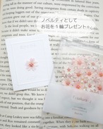 3月限定『 - sakura - 』