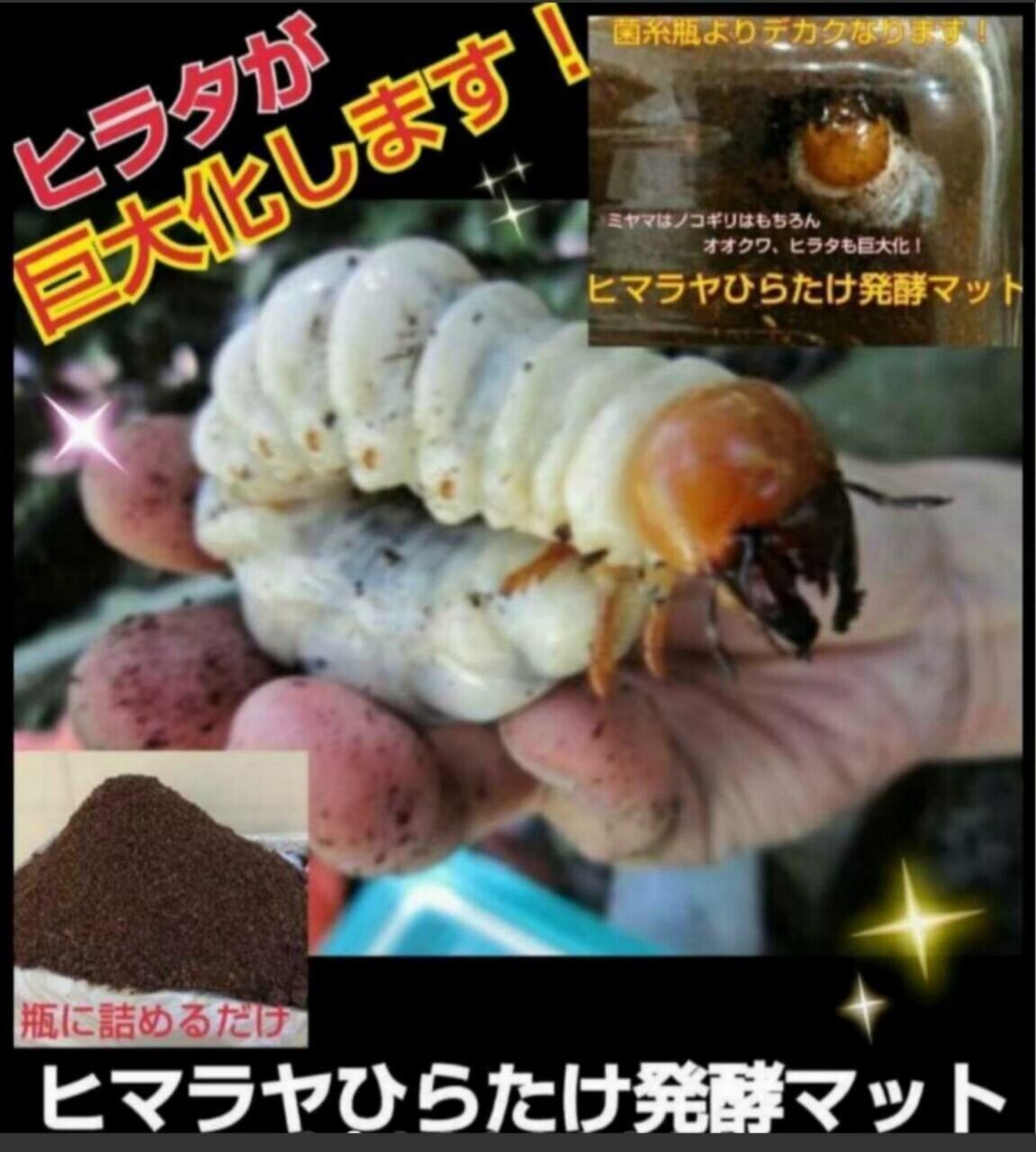 超増量！500リットル！ヒマラヤひらたけ発酵カブトムシマット！栄養価抜群！巨大化