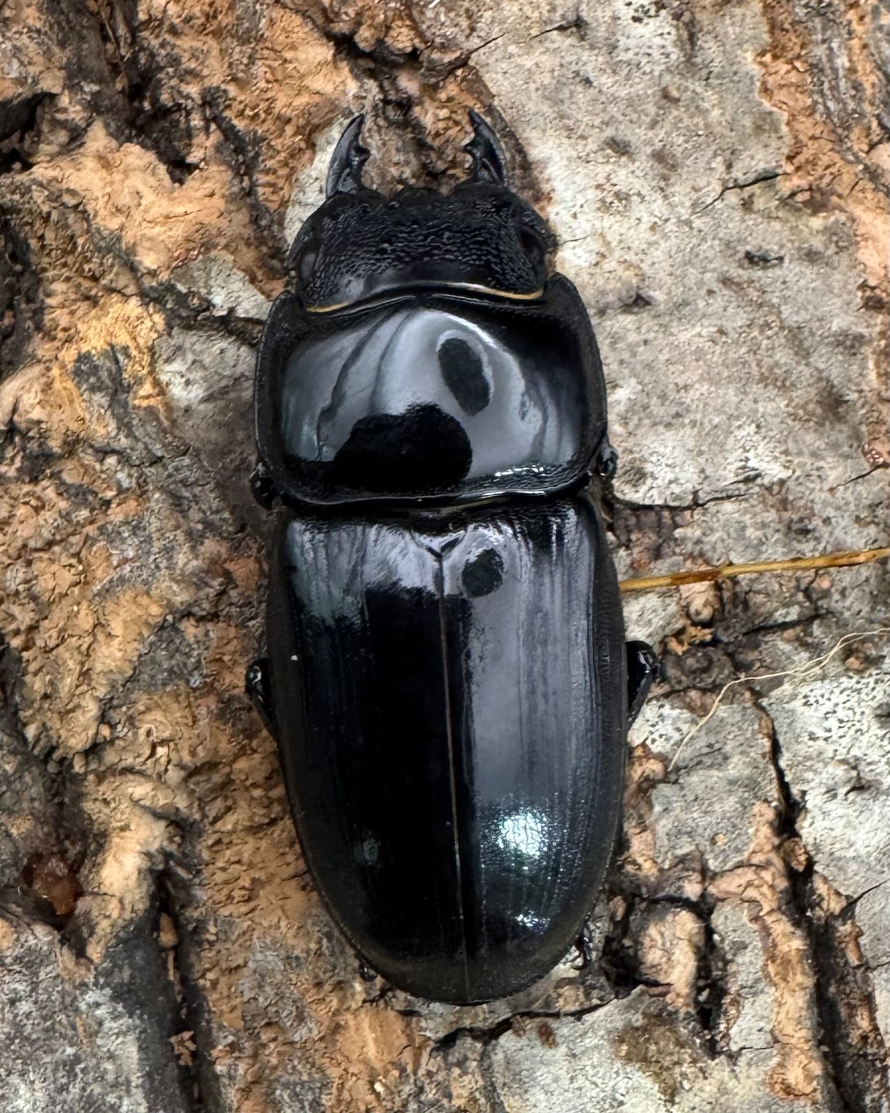 【WD】《アルキデスヒラタ アチェ産 長歯 82mm ペア》