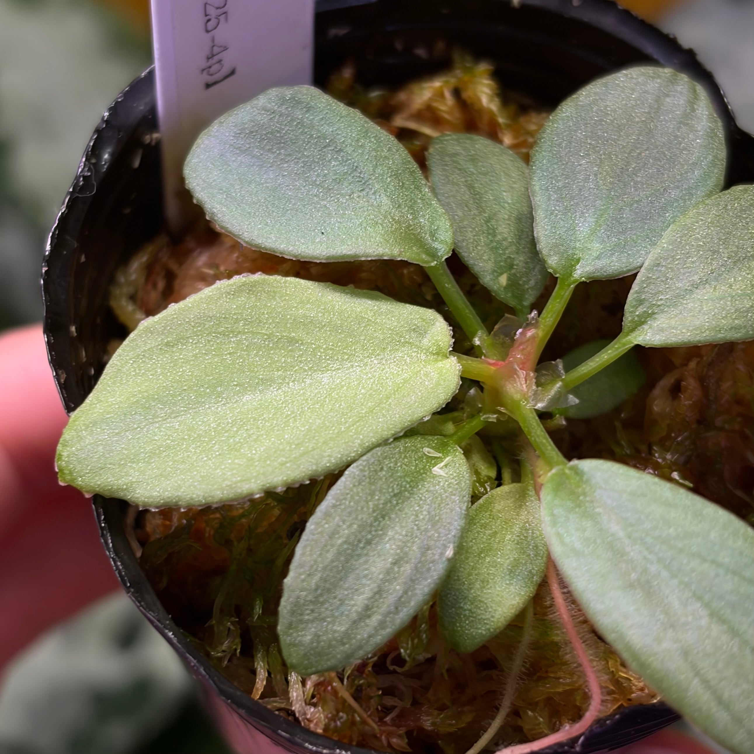 Homalomena sp. 花緑青 Tapanuli Selatan 【ZOE1025-4p】 銀葉個体