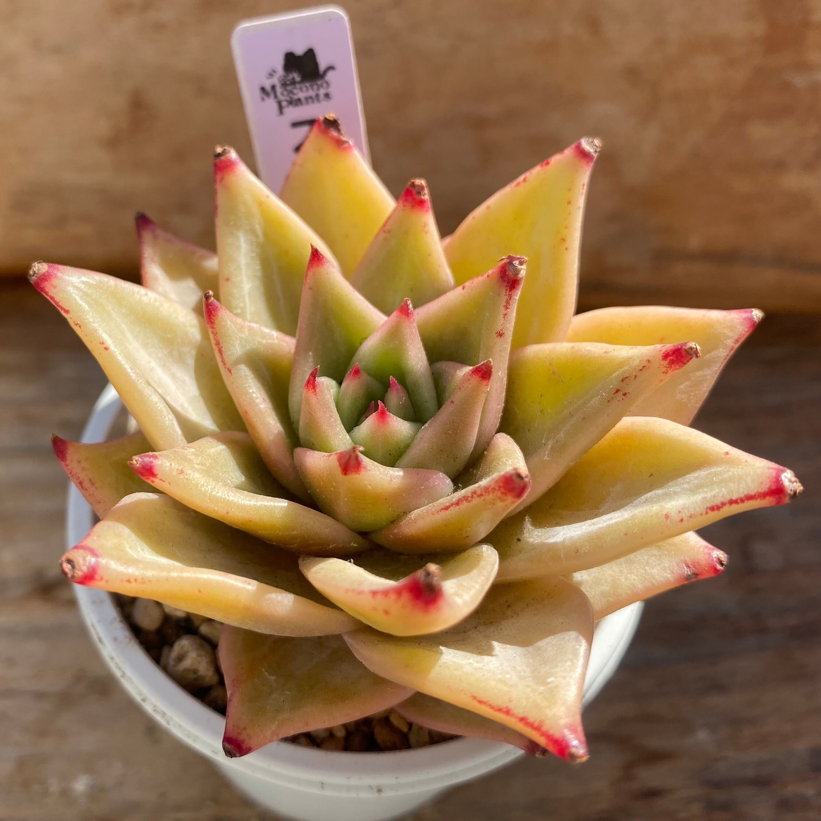 ハオルチア ピグマエアミュータント実生 特異株 | mocono_plants