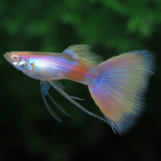 RREAモスコーピンクリボン 若魚1カルテット＋おまけ1ペア＋リボンオス1匹