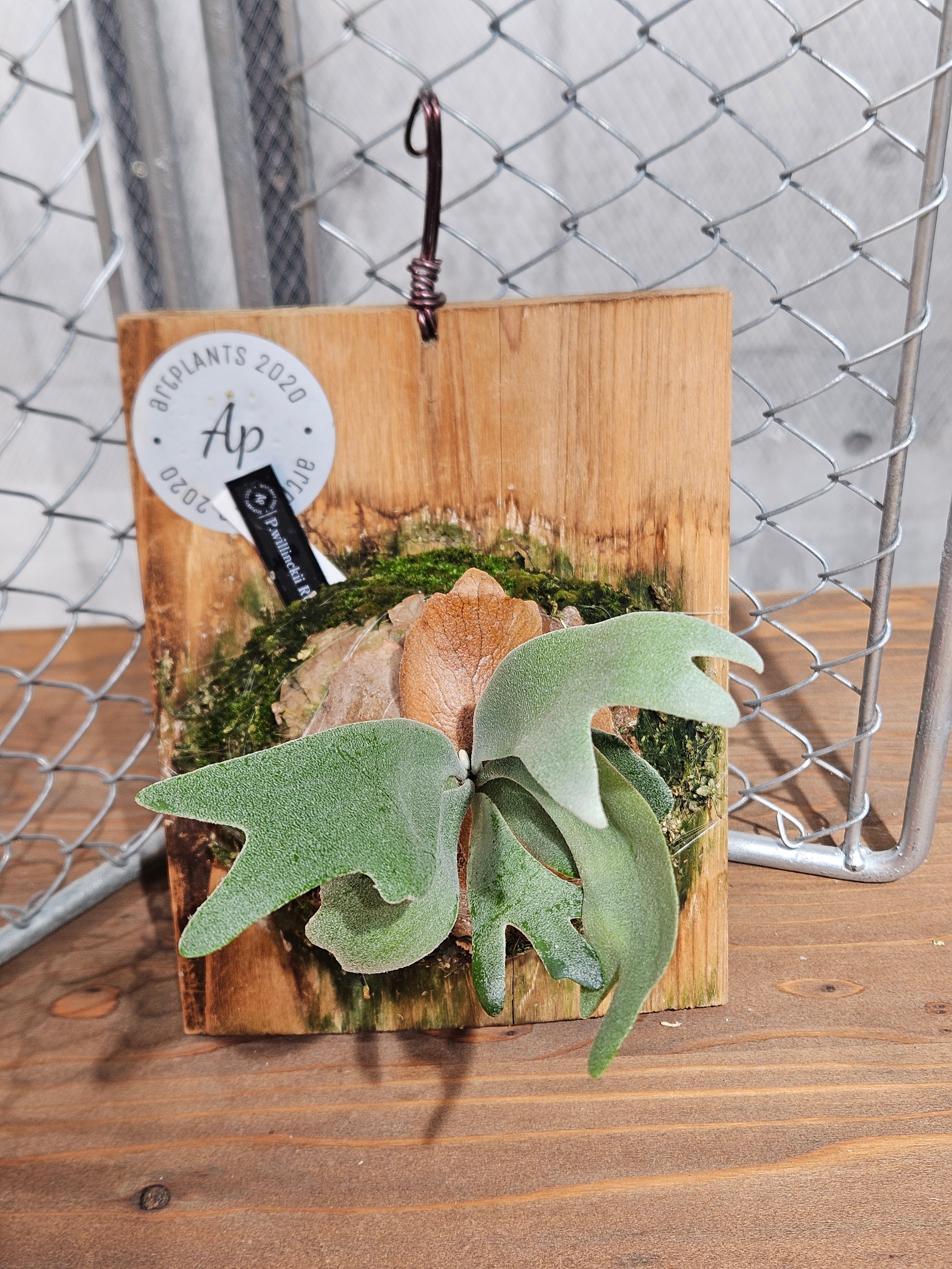 FSQ #3 no name ビカクシダ FSQ #3 no name ビカクシダ