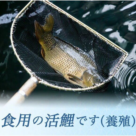 鯉の輪切り 特大サイズ 一匹 活鯉時1.6kg以上 食用鯉 切り身 コイ こい