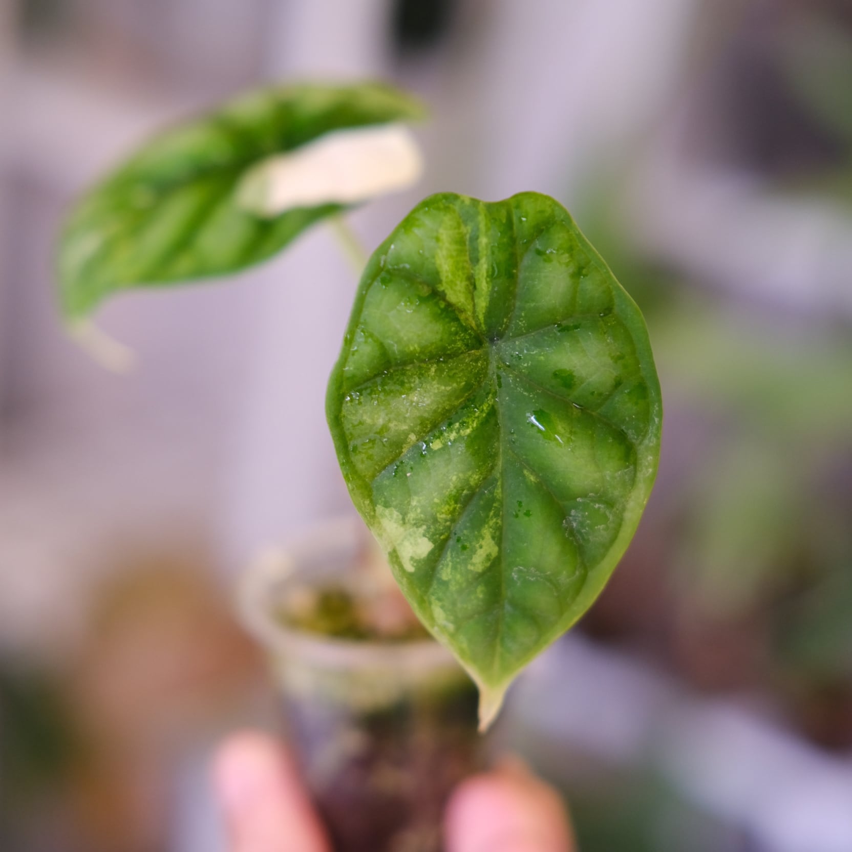 Alocasia dragon scale varigated③│アロカシア ドラゴンスケール 斑