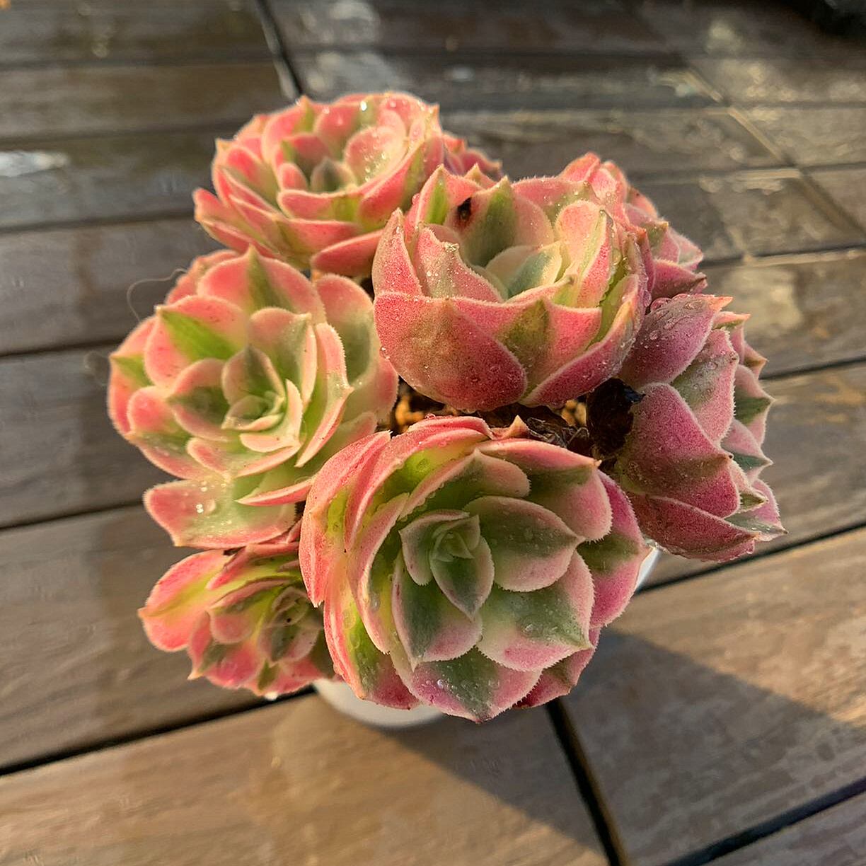 農園直売 多肉植物 寄せ植え アエオニウム属 丸葉ピンクウィッチ（群  