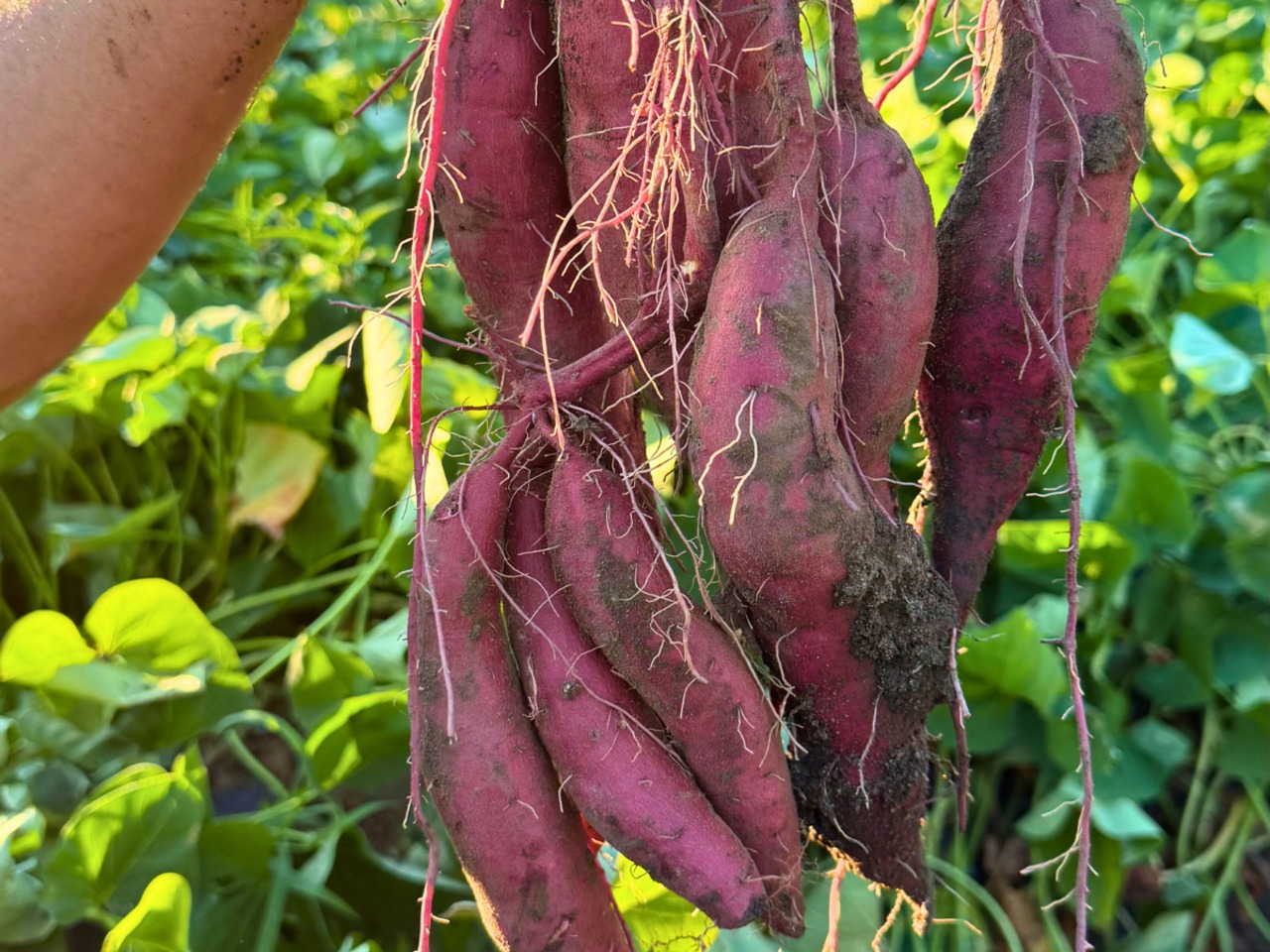 【第1弾】土付き採れたてシルクスイート2.5kg