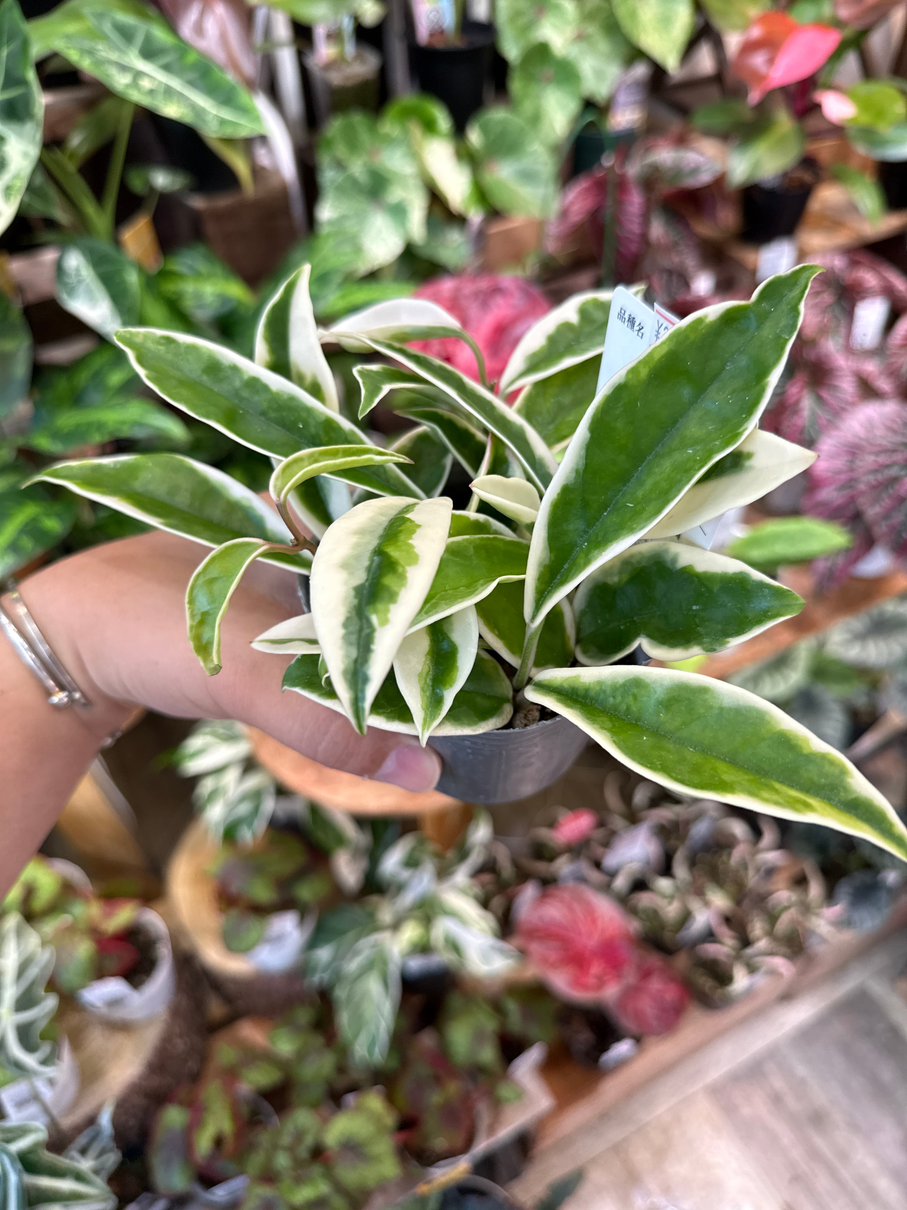 ホヤ スージーQ | Gardenえん 【観葉熱帯植物】