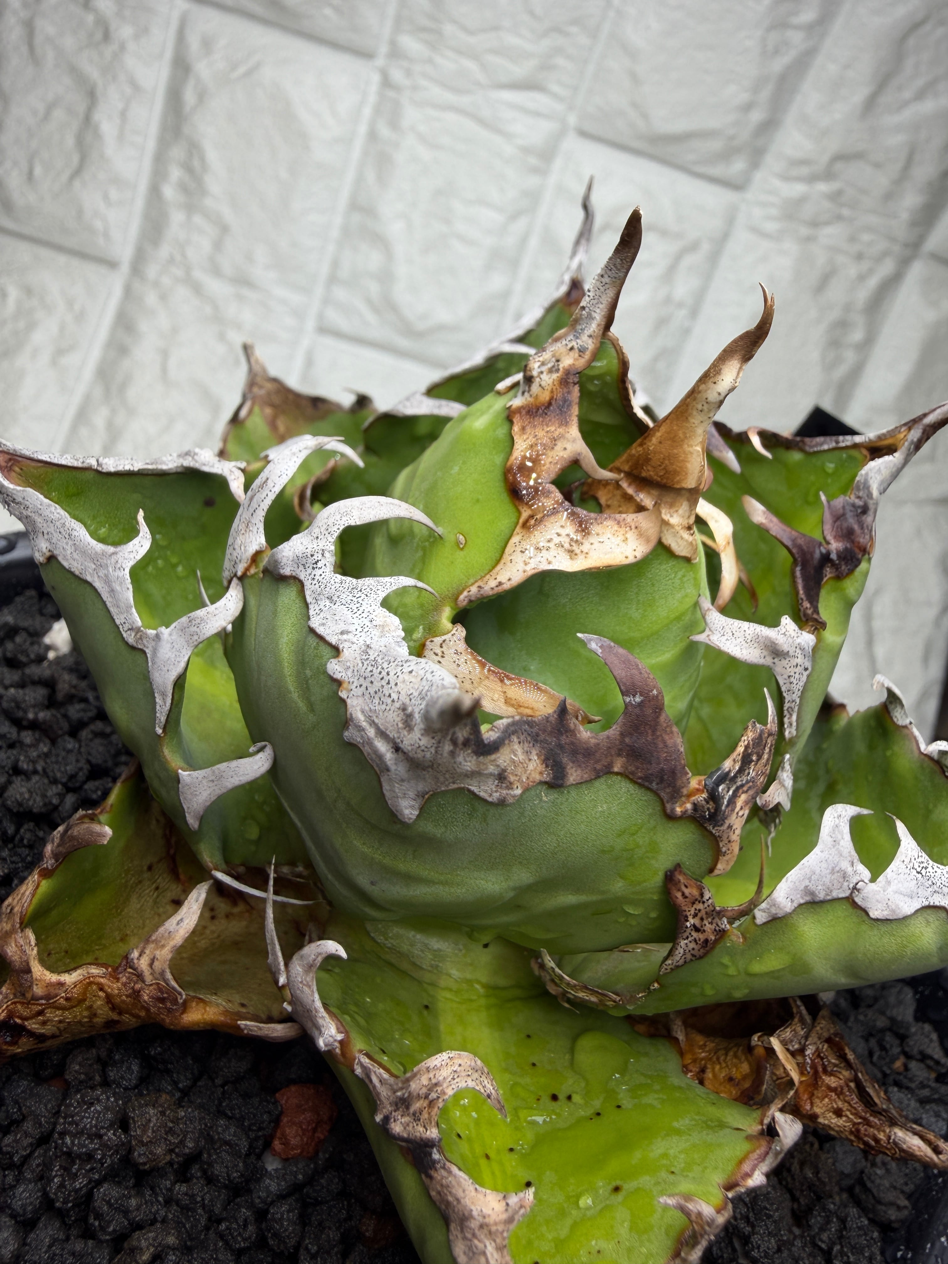 CJ PLANTS 鬼之刃 Agave アガベ | AZ.PLANTS